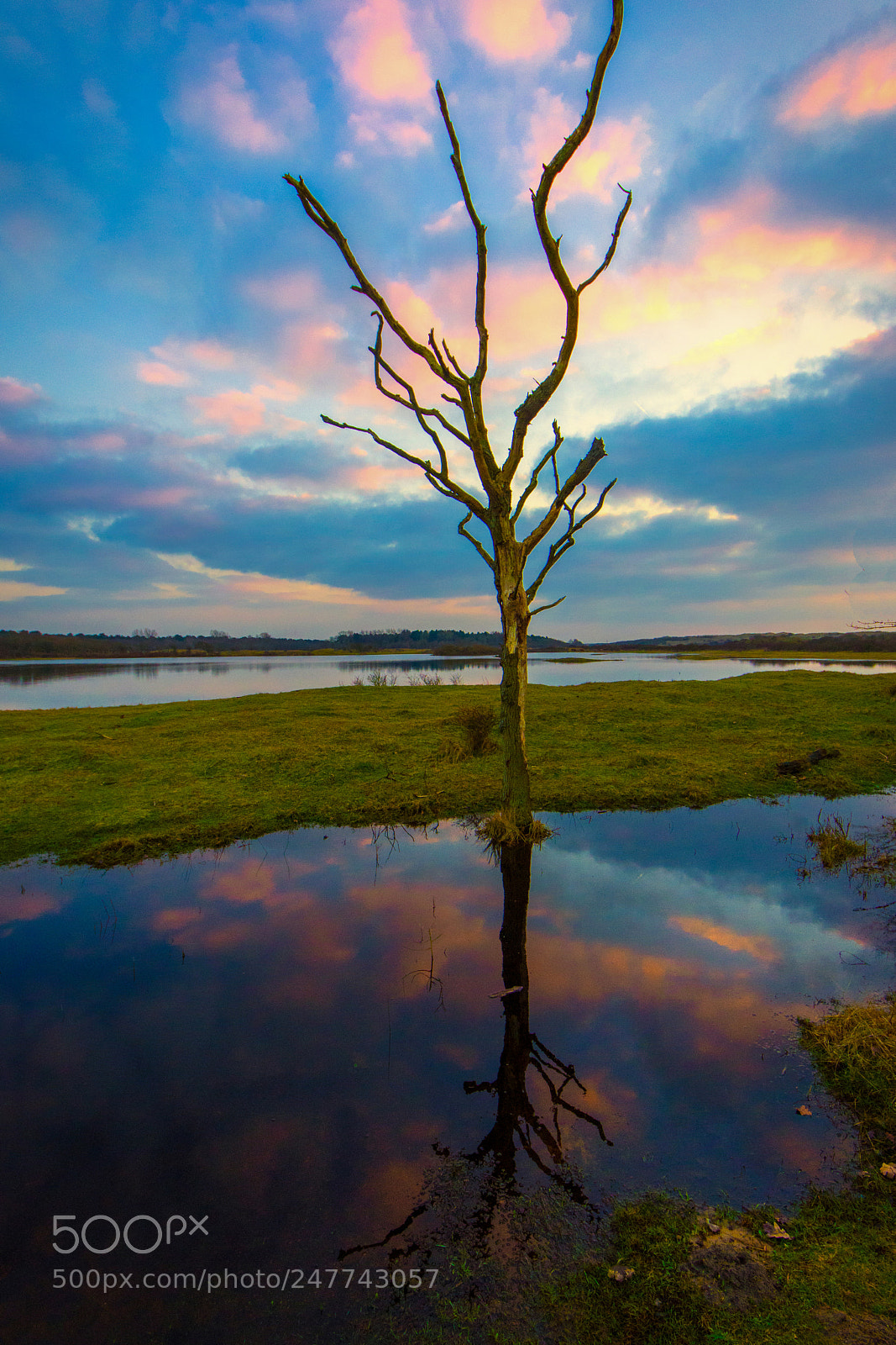 Nikon D7200 sample photo. The tree photography