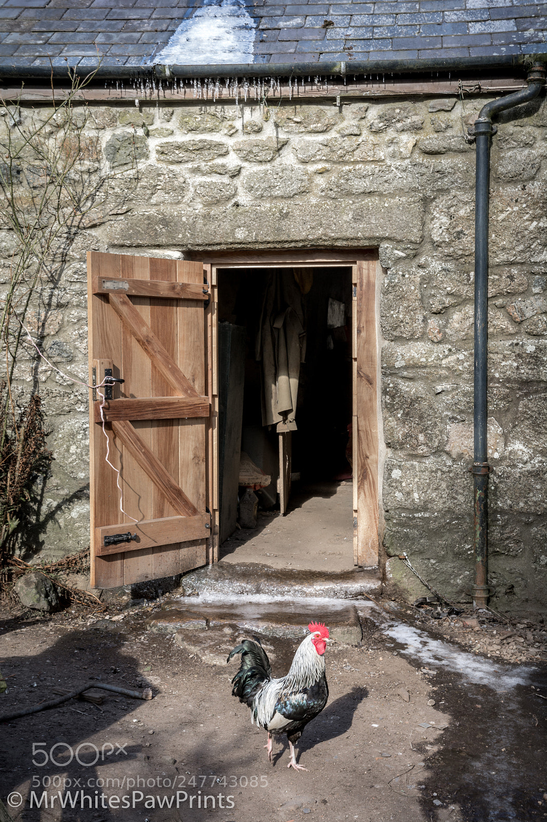 Nikon D7100 sample photo. Chickens at west coombe photography