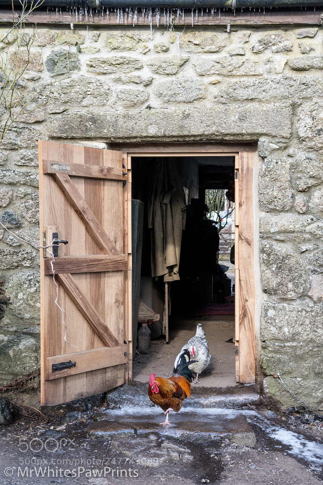 Nikon D7100 sample photo. Chickens at west coombe photography
