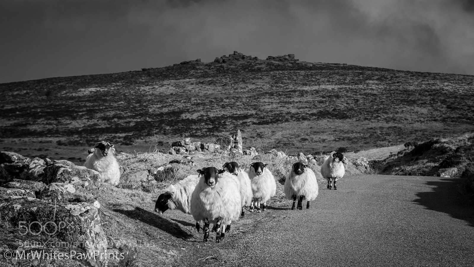 Nikon D7100 sample photo. Sheep jam! photography