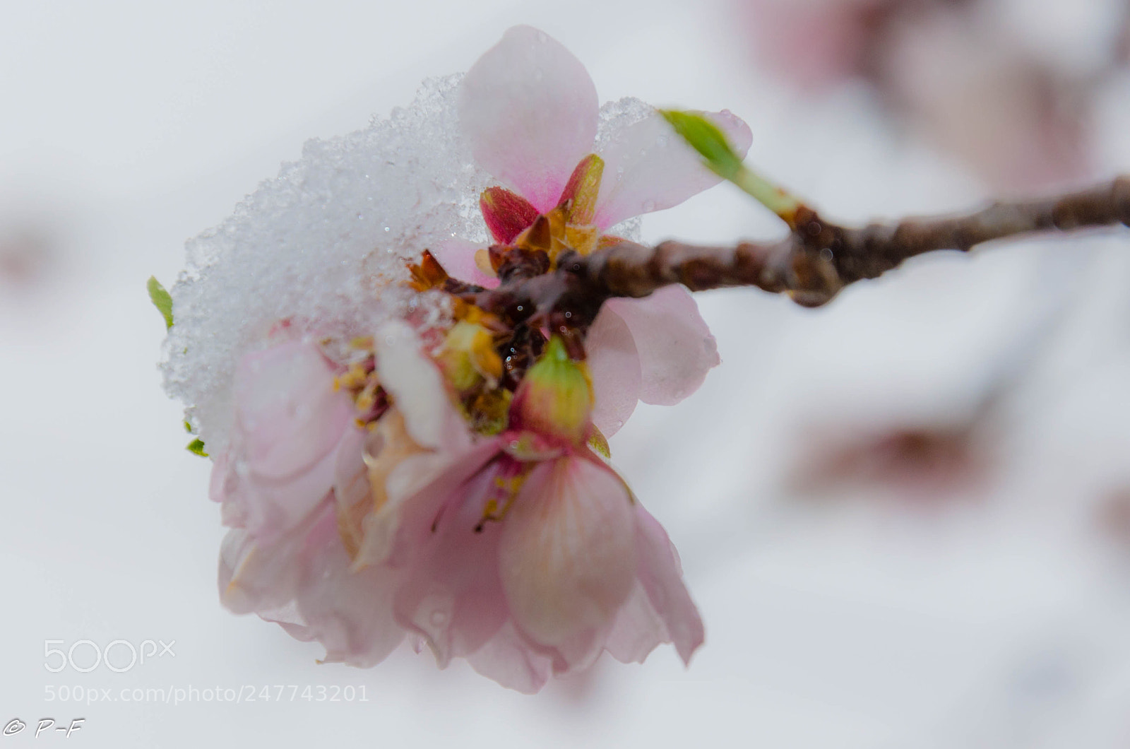 Nikon D5100 sample photo. Spring in winter or photography