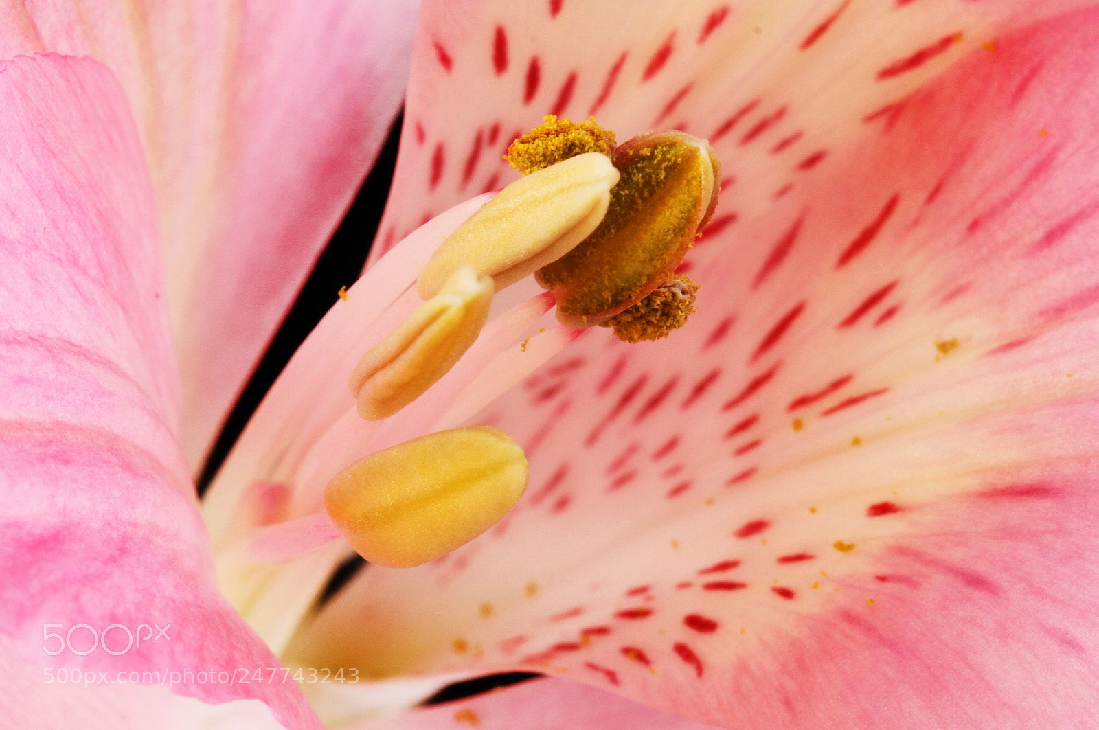 Canon EOS 7D sample photo. Macro of alstroemeria flower photography