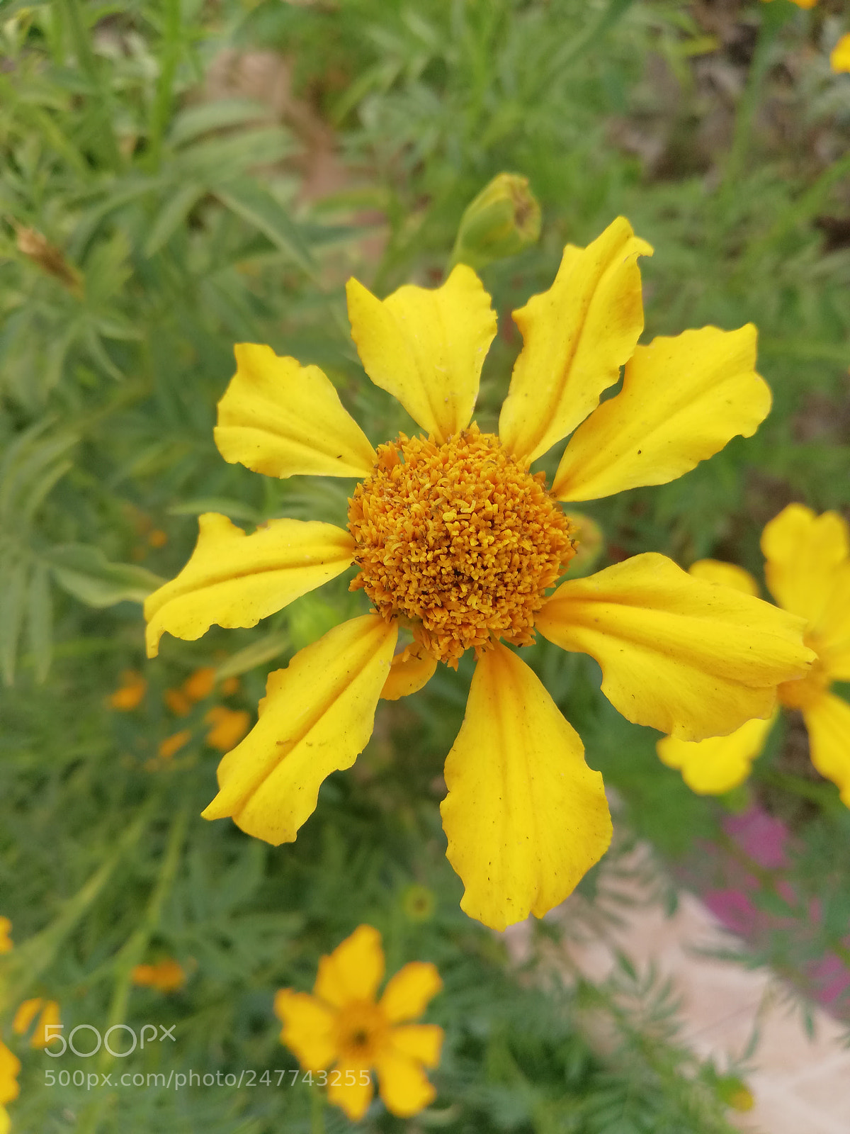 HUAWEI Mate 10 Lite sample photo. Sun flower photography