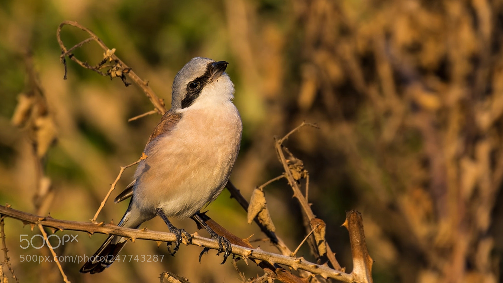 Canon EOS 7D Mark II sample photo. Red-backed shrike photography