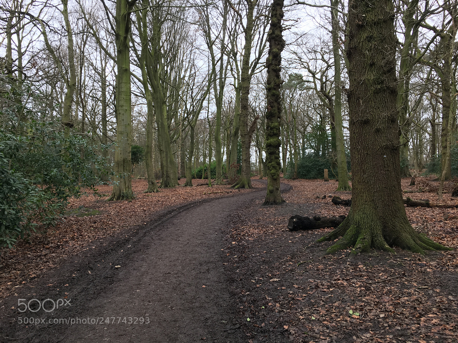 Apple iPhone 6s sample photo. Img19 photography