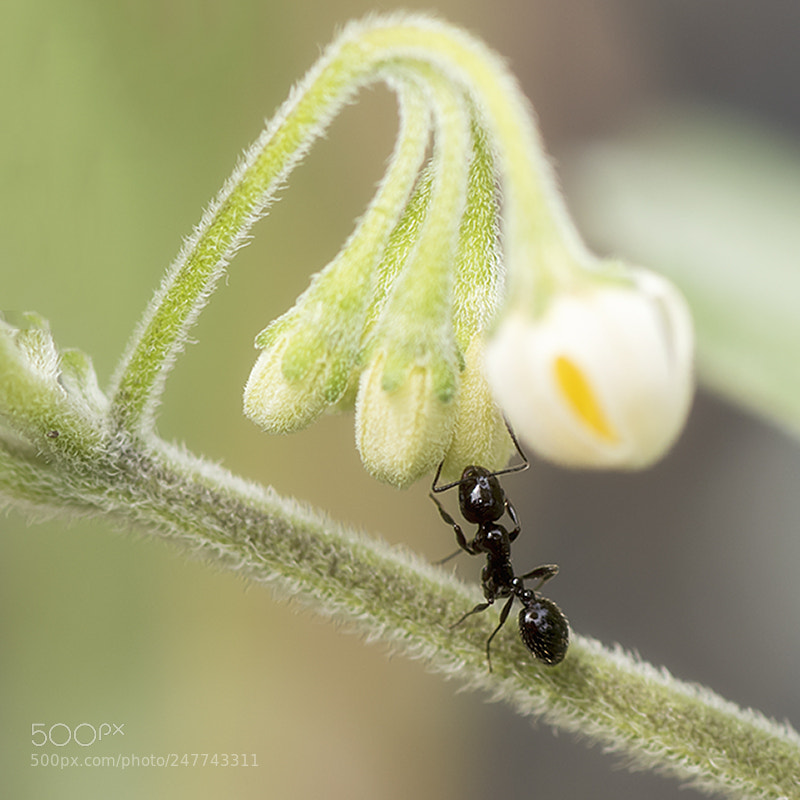 Nikon D810 sample photo. Ant and flower photography