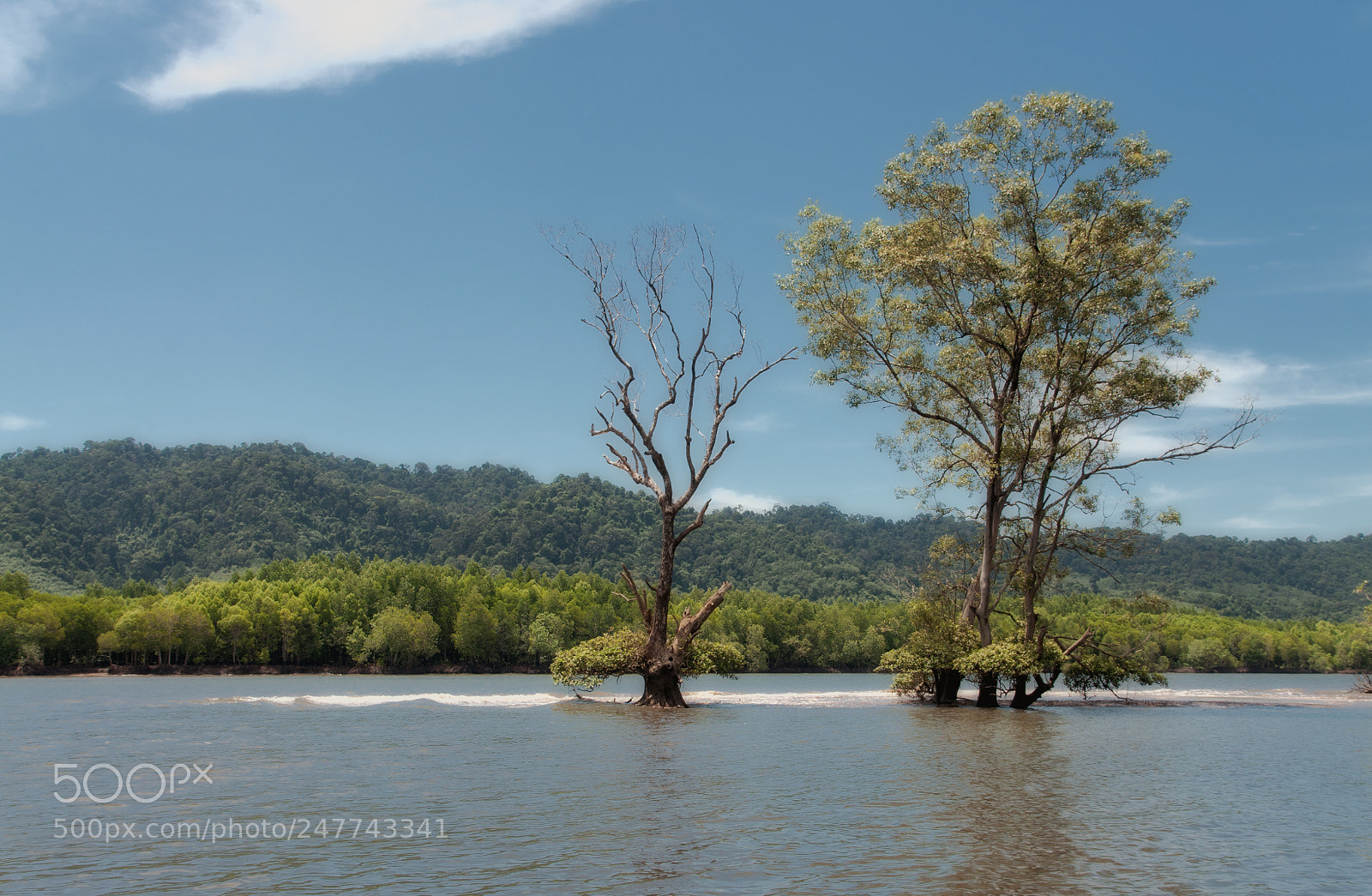 Nikon D90 sample photo. Mangroves photography
