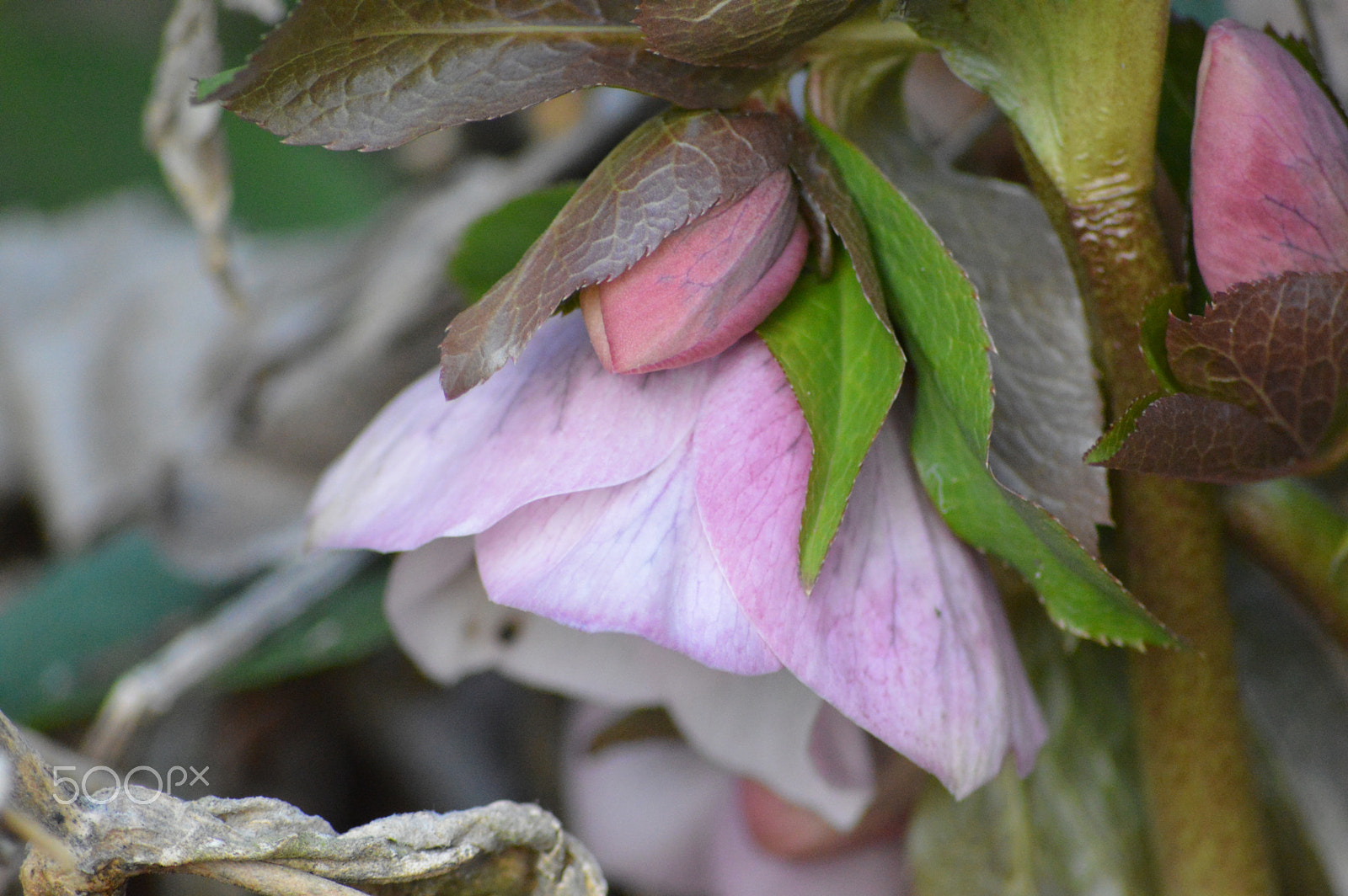 Sigma 70-300mm F4-5.6 APO DG Macro sample photo. Garden flora photography