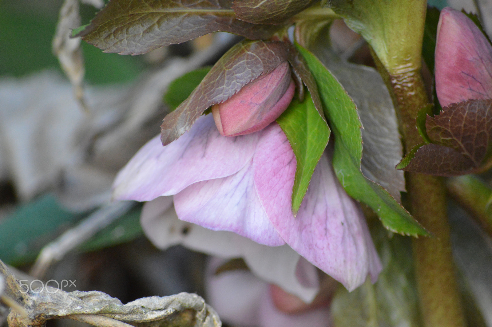 Nikon D3200 + Sigma 70-300mm F4-5.6 APO DG Macro sample photo. Garden flora photography