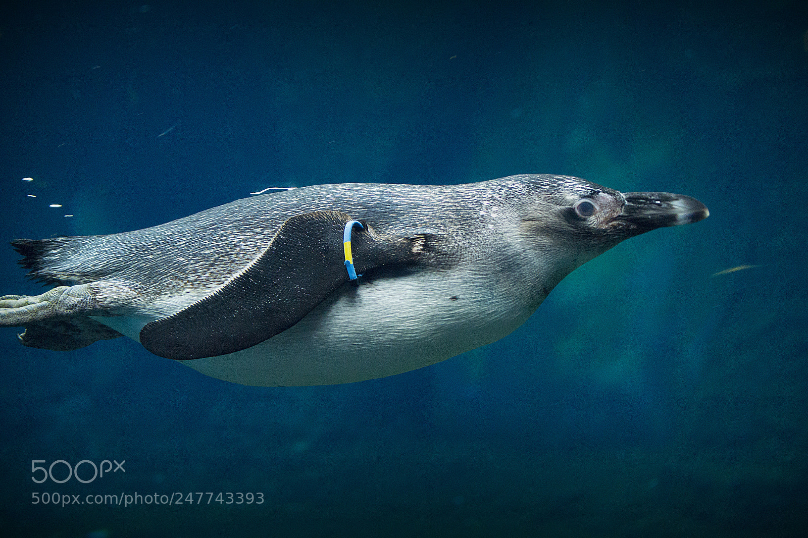 Nikon D3100 sample photo. Penguin swimming underwater photography