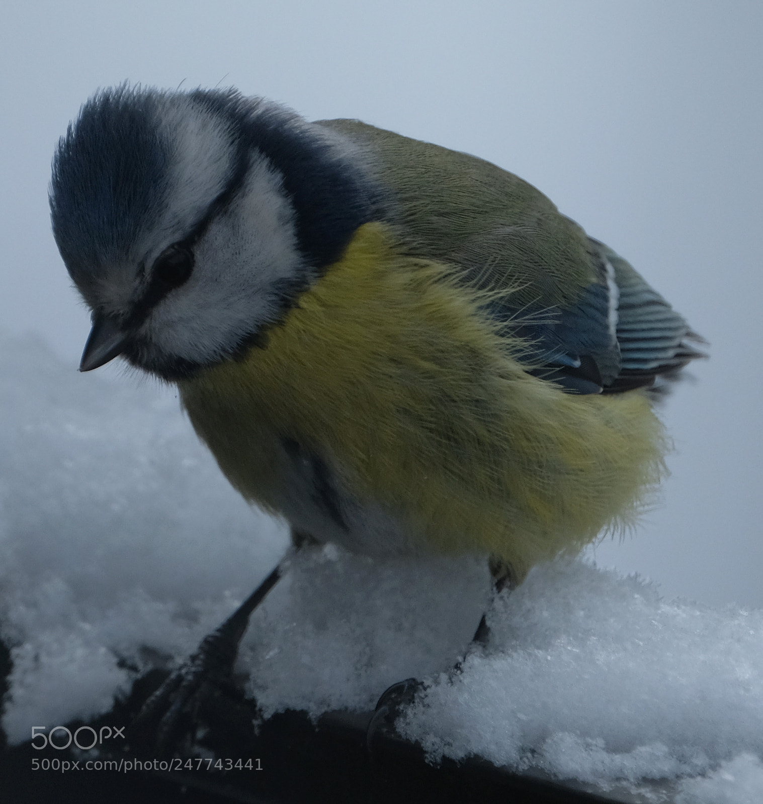 Fujifilm X-T2 sample photo. Bluetit in the snow photography