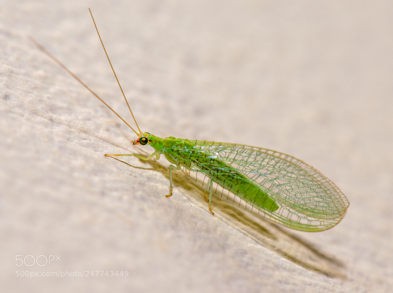 Nikon D800E sample photo. Green lacewing photography