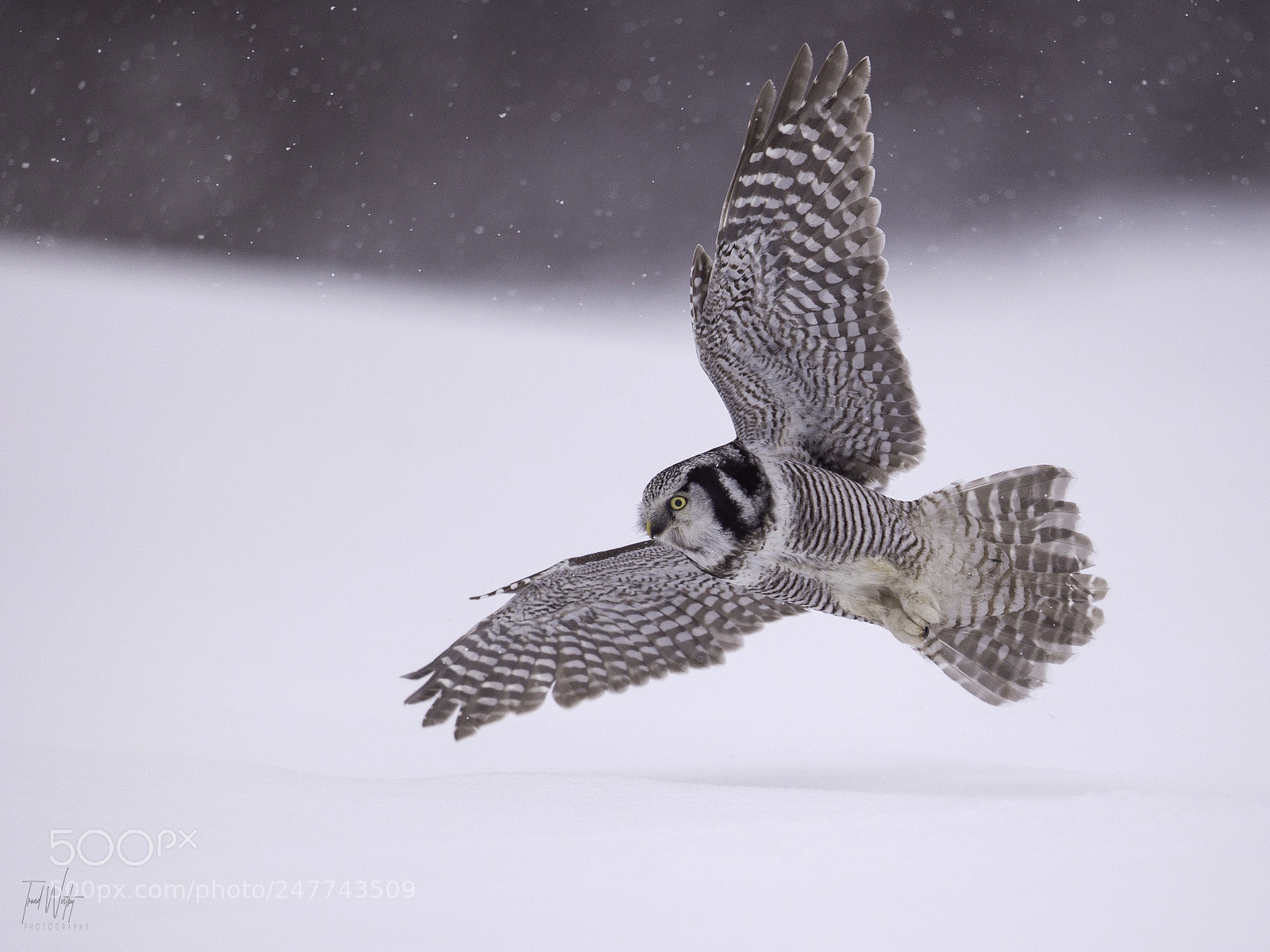 Nikon D4S sample photo. Hawk owl photography
