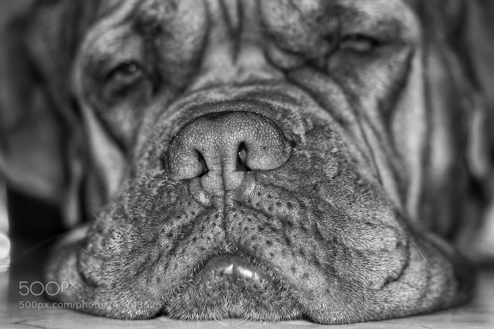 Canon EOS 1300D (EOS Rebel T6 / EOS Kiss X80) sample photo. French mastiff photography