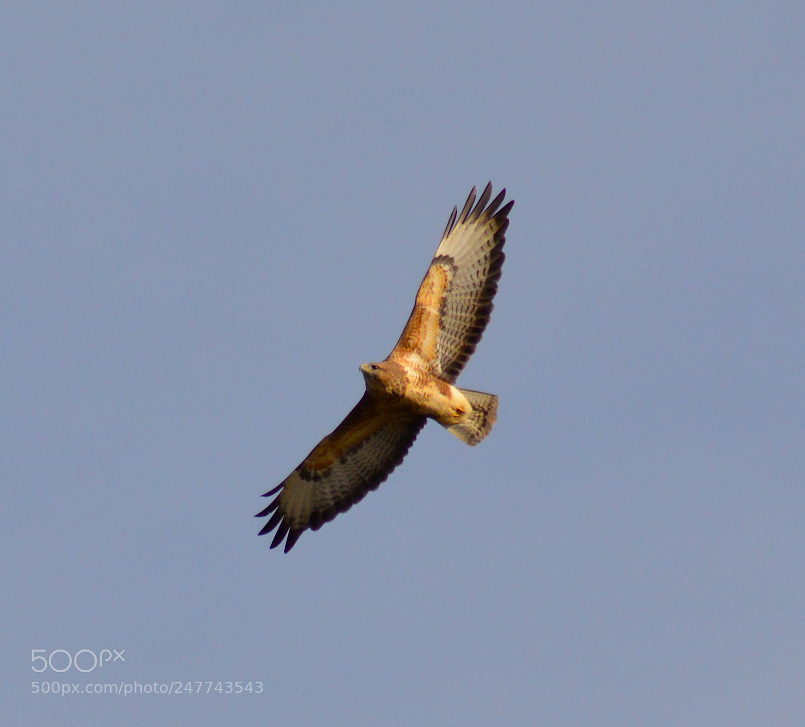 Nikon D3200 sample photo. Common buzzard photography
