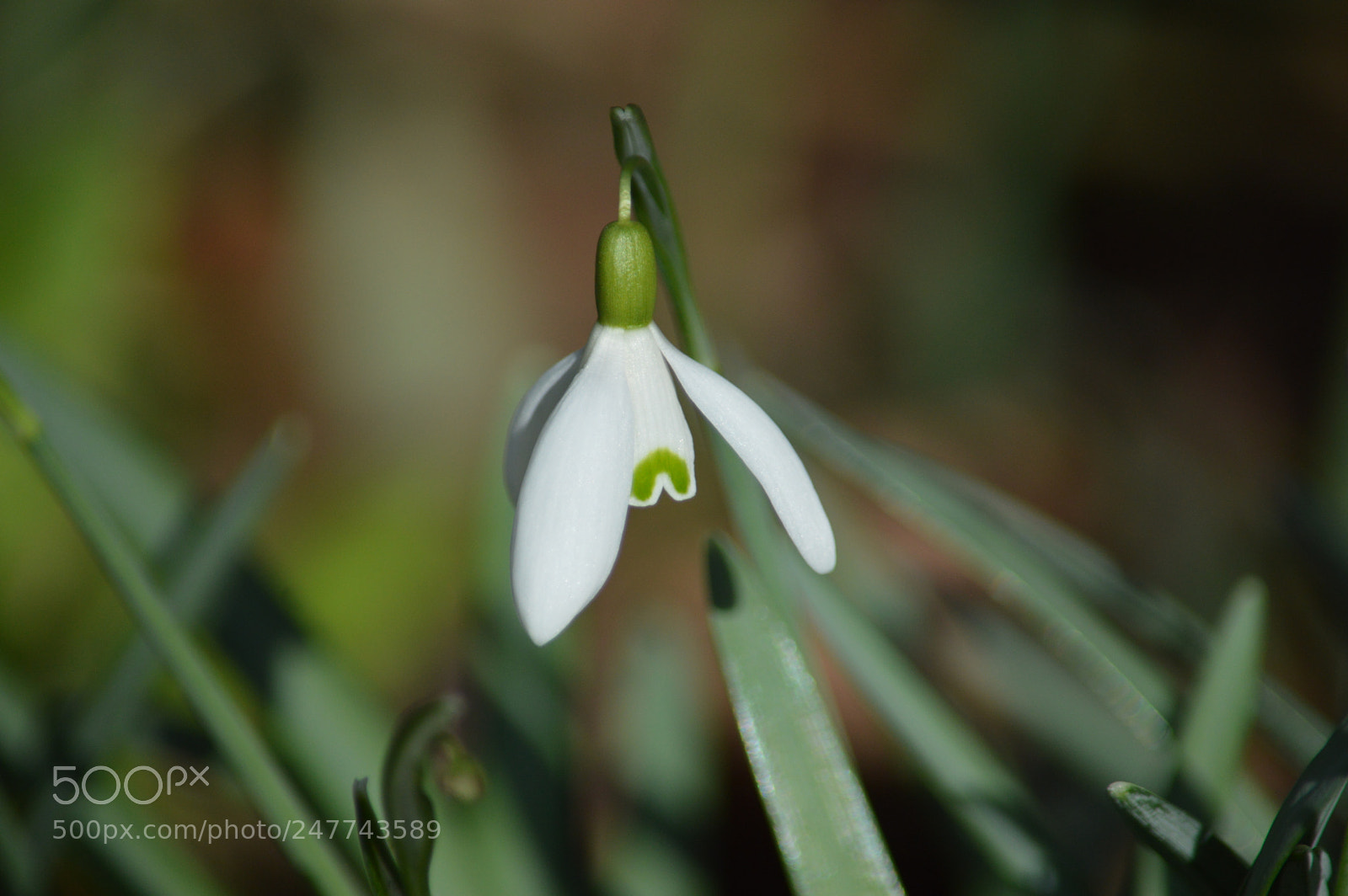 Nikon D3200 sample photo. Snowdrop photography