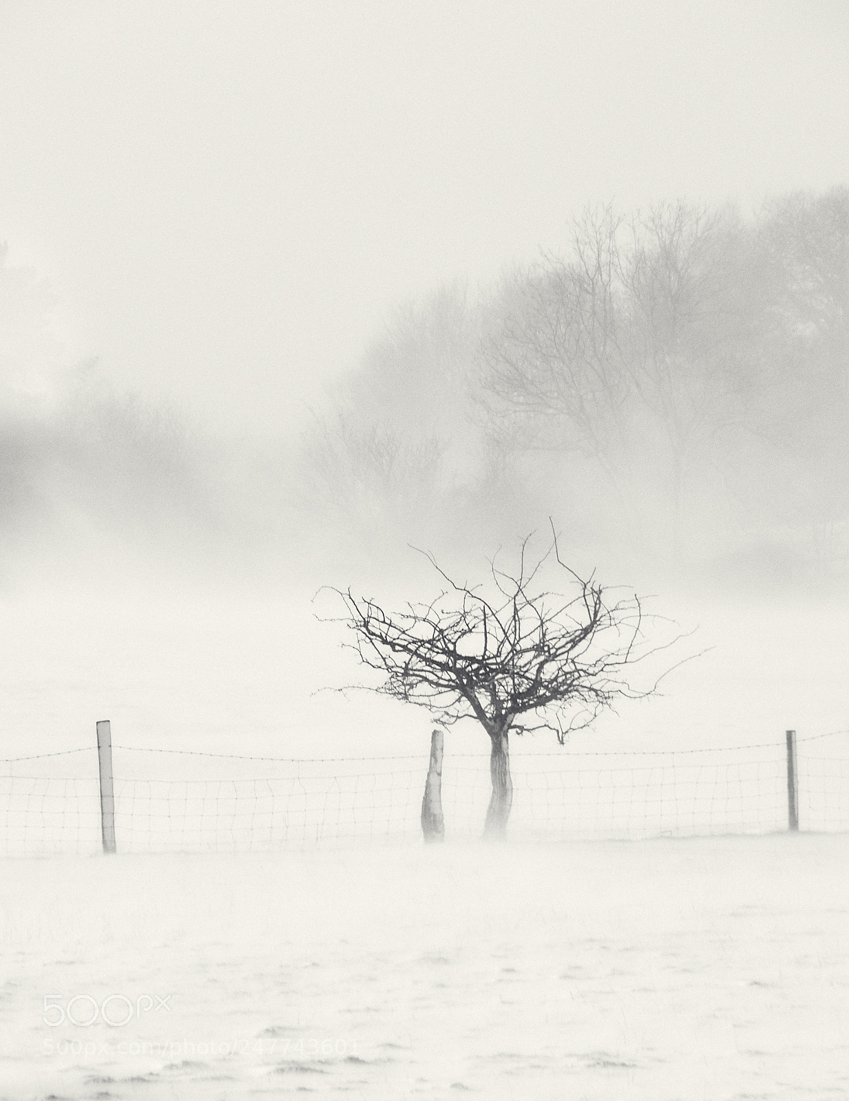 Pentax K-S2 sample photo. Snowy tree photography