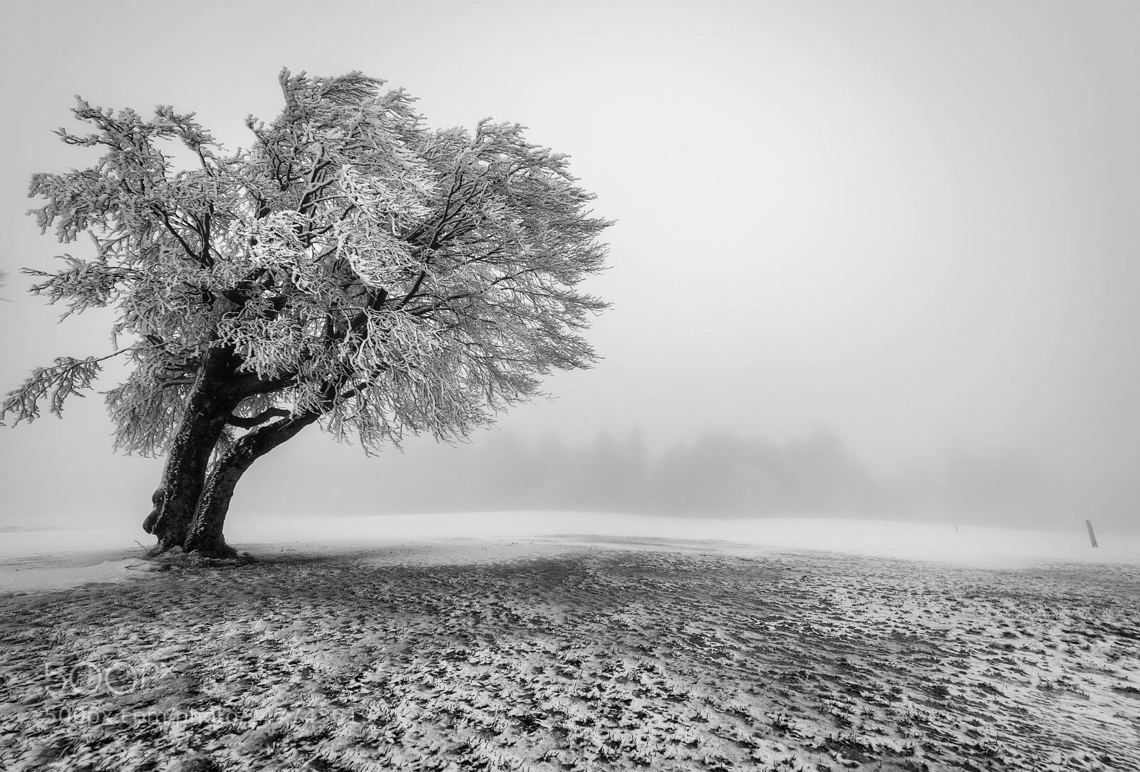 Nikon D810 sample photo. Schwartzwald photography