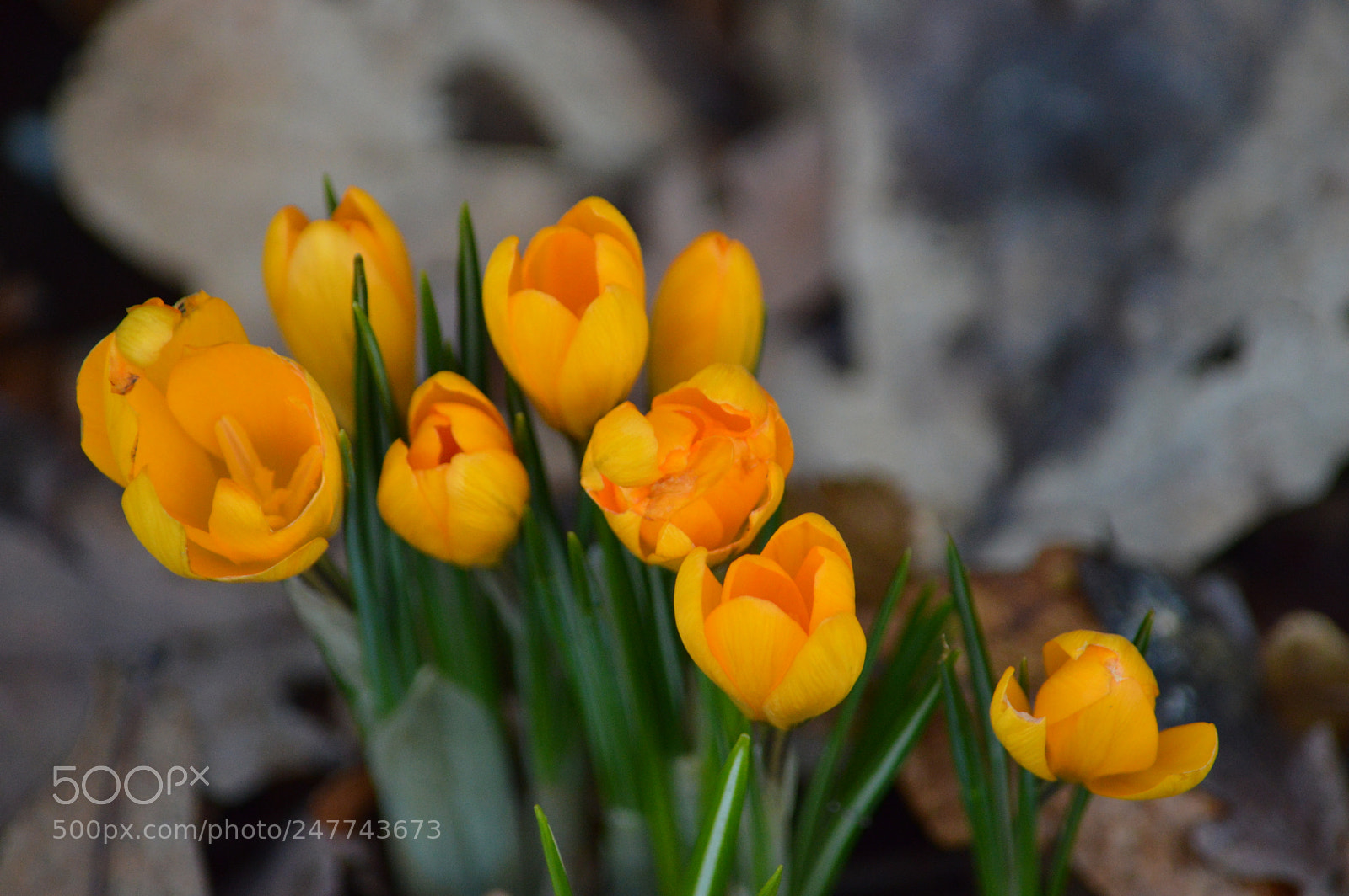 Nikon D3200 sample photo. Orange flowers photography