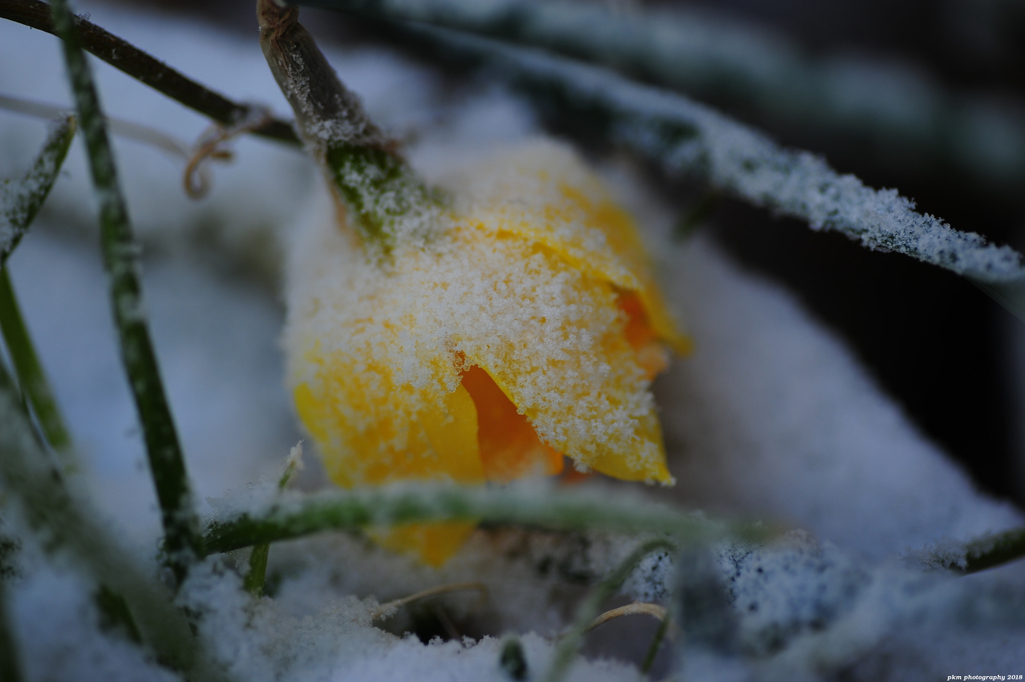 Nikon D700 + Tokina AT-X Pro 100mm F2.8 Macro sample photo. Snow laden daffodil photography