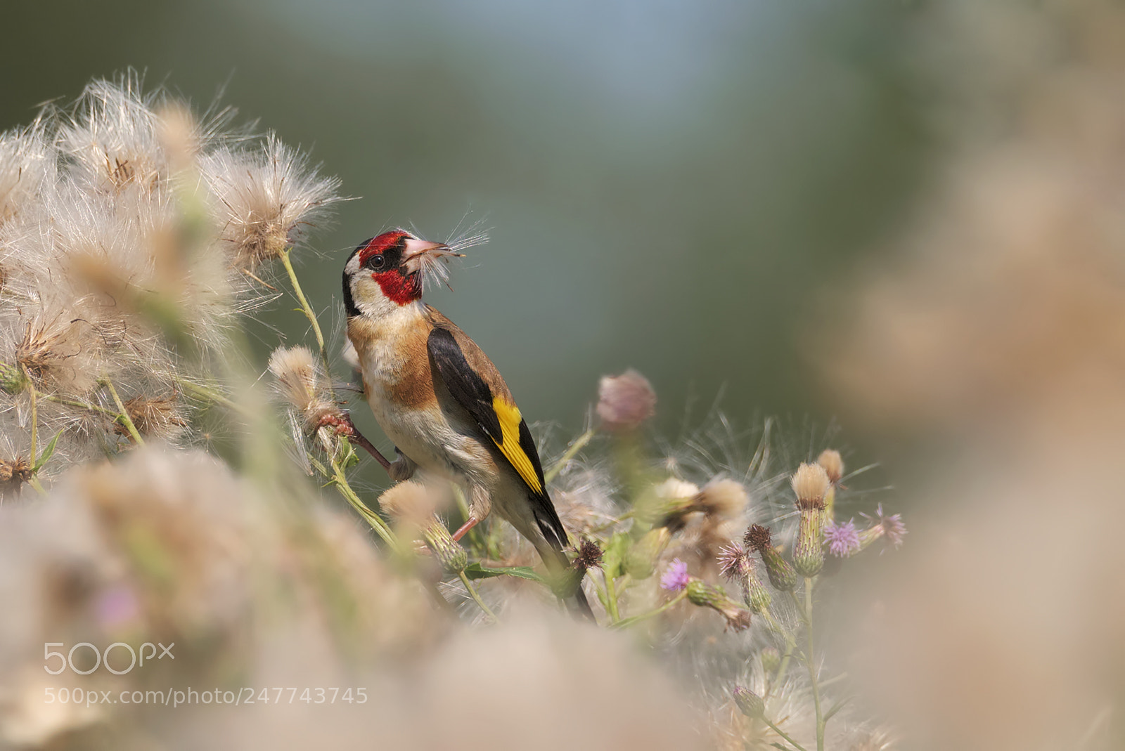 Nikon D810 sample photo. European goldfinch photography
