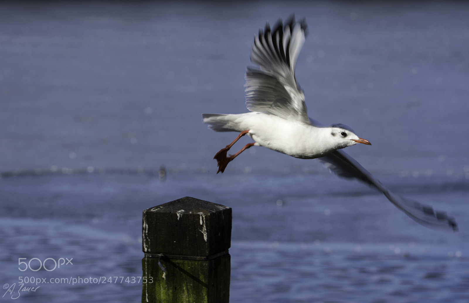 Nikon D7200 sample photo. Möwe im flug photography