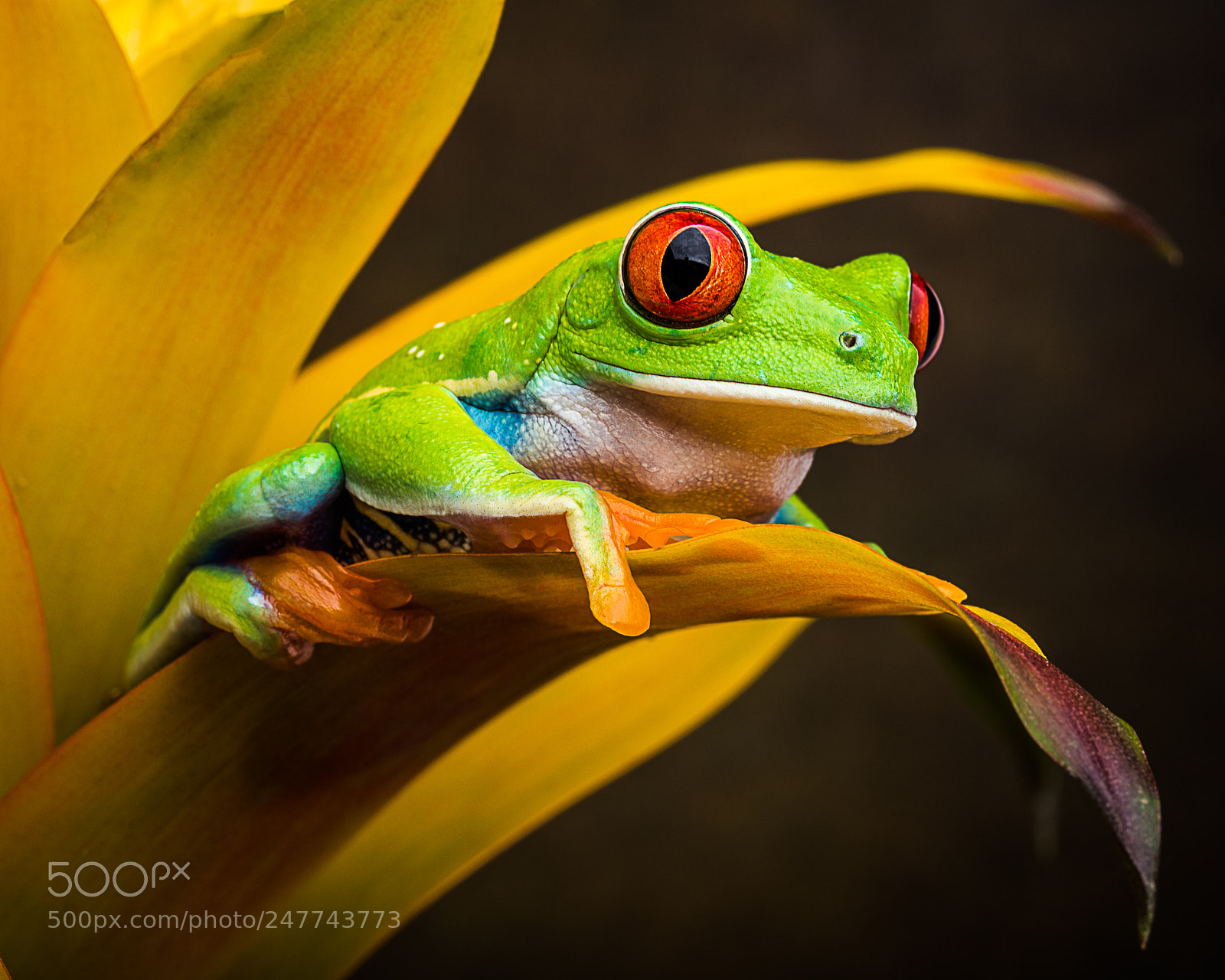 Nikon D810 sample photo. Red eyed tree frog photography