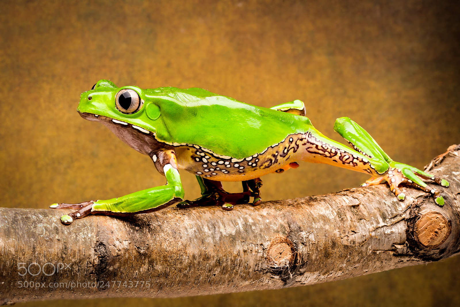 Nikon D810 sample photo. Waxy monkey tree frog photography
