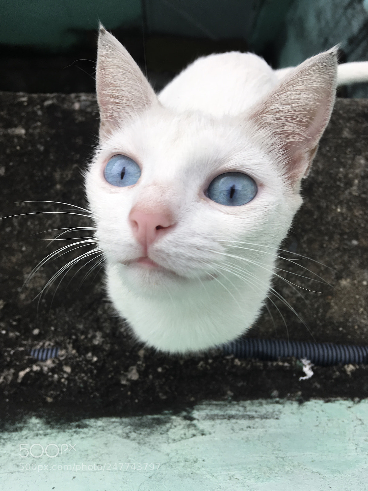 Apple iPhone SE sample photo. Cat photography
