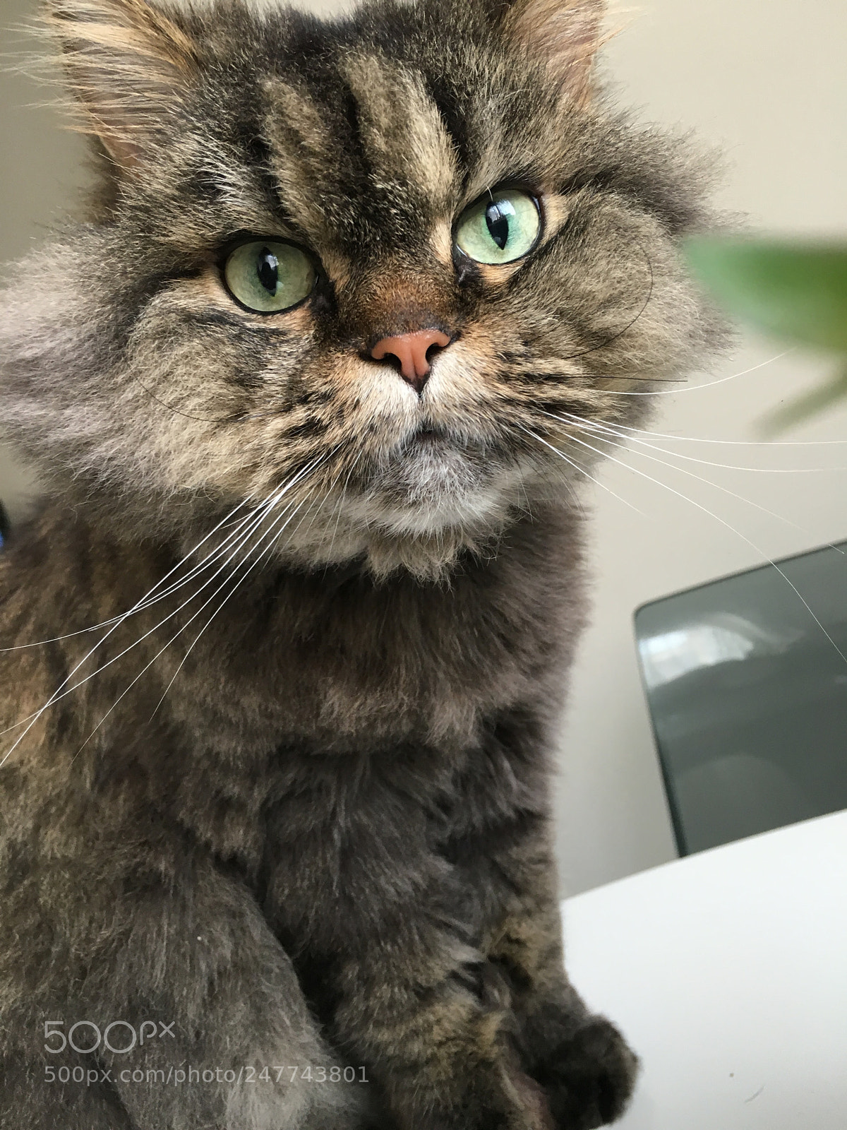 Apple iPhone 6s sample photo. 2016-03-23 12.16.37.jpg photography