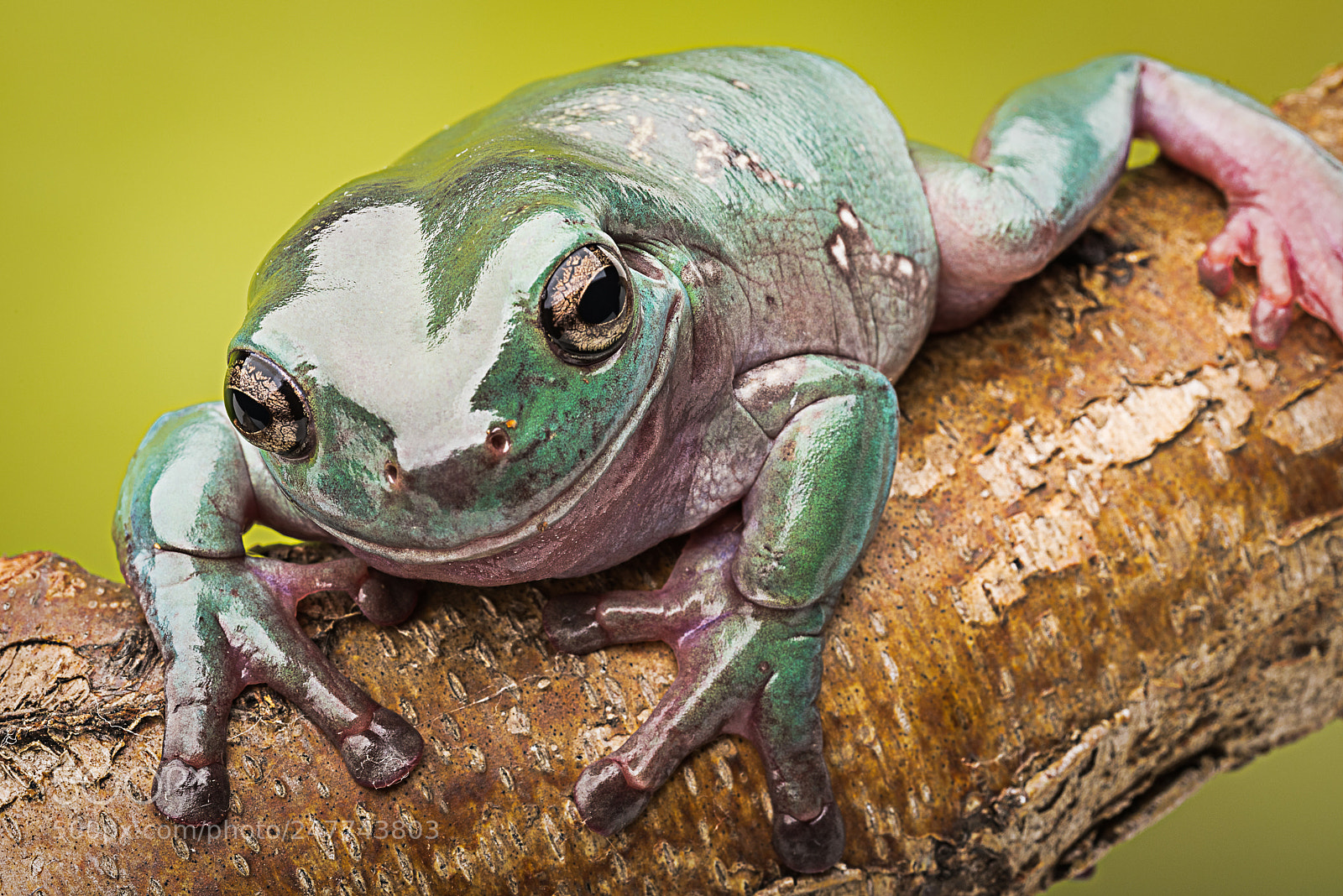 Nikon D810 sample photo. Giant monkey tree frog photography