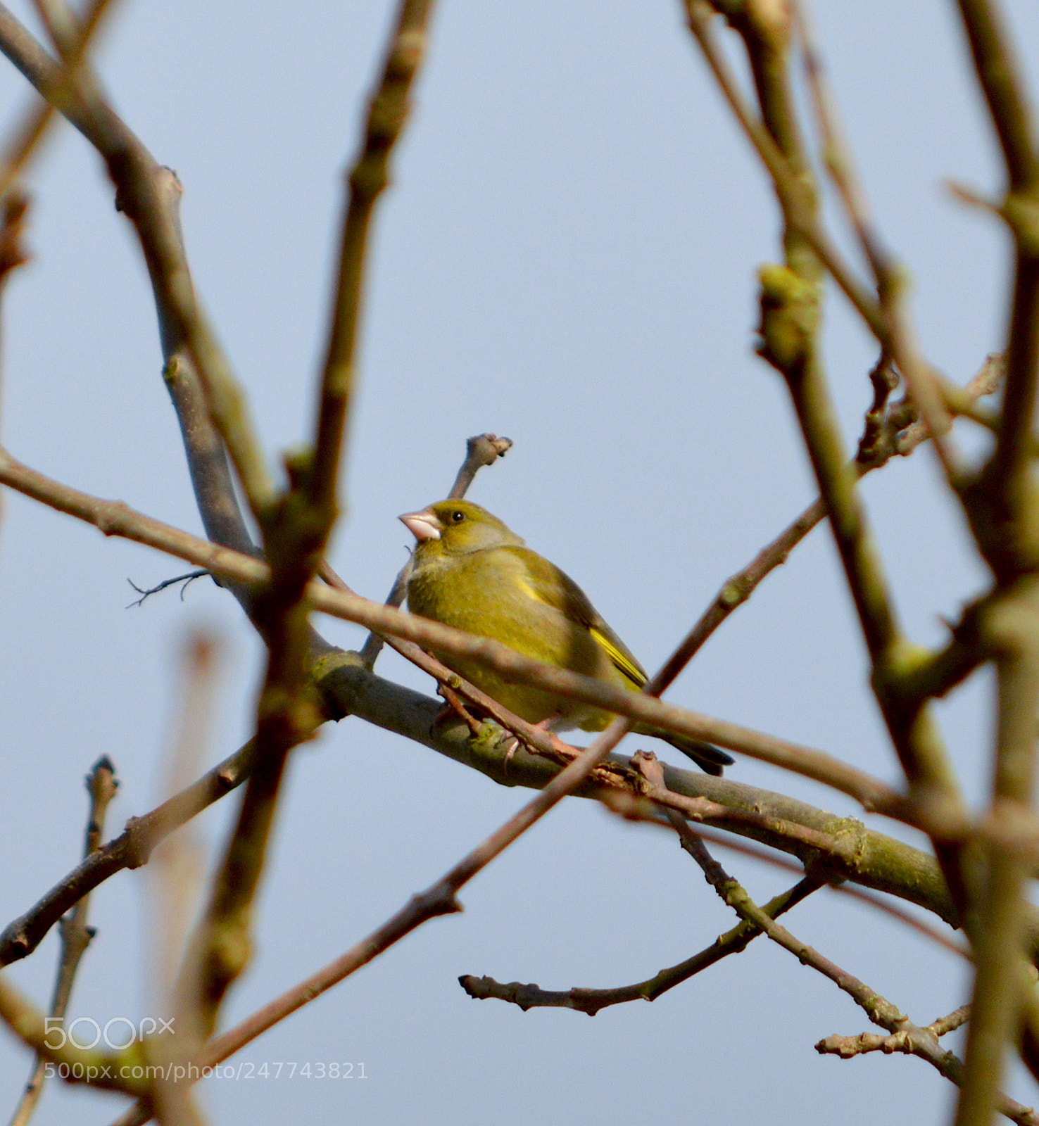 Nikon D3200 sample photo. Green finch photography