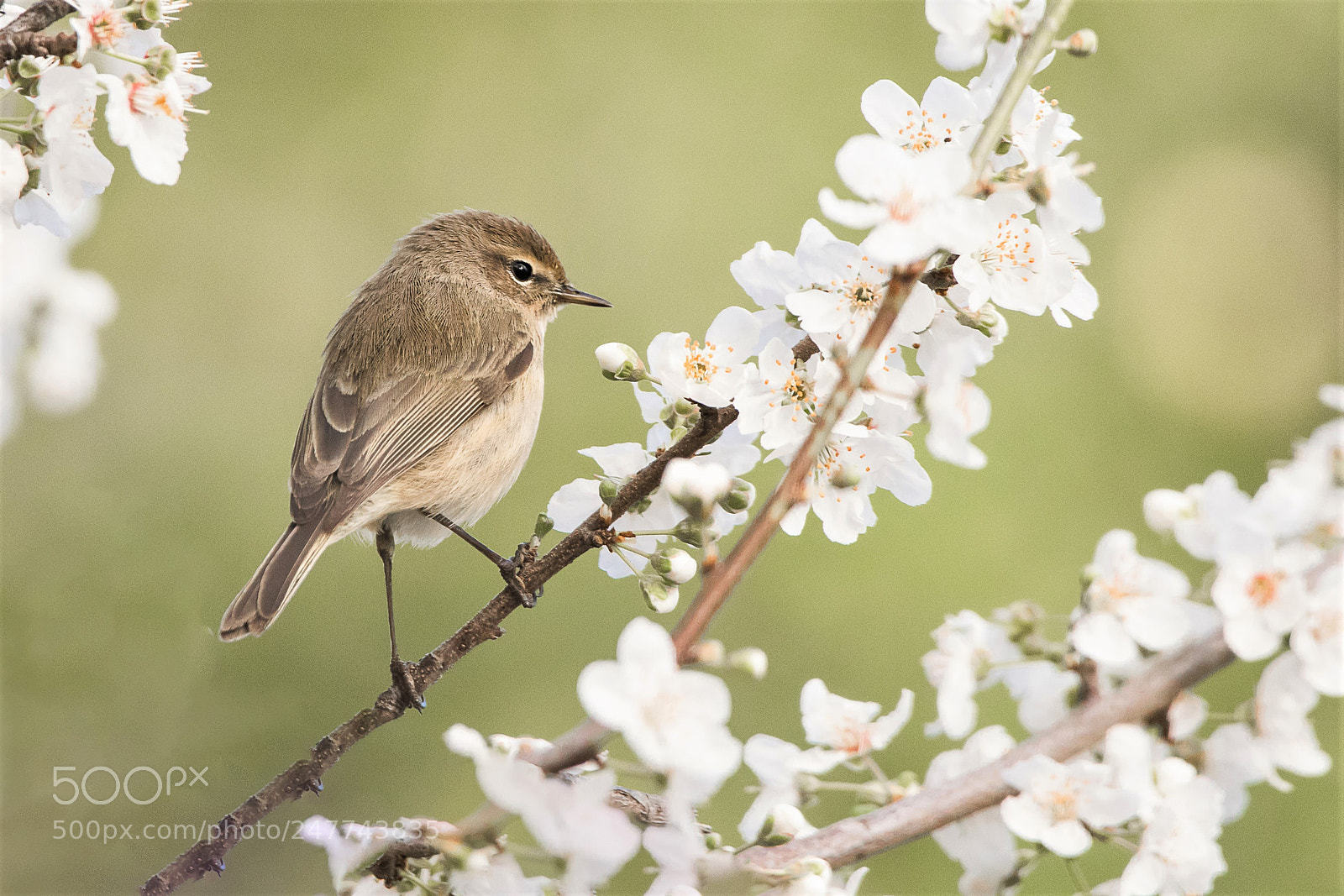 Nikon D500 sample photo. Graceful warbler photography