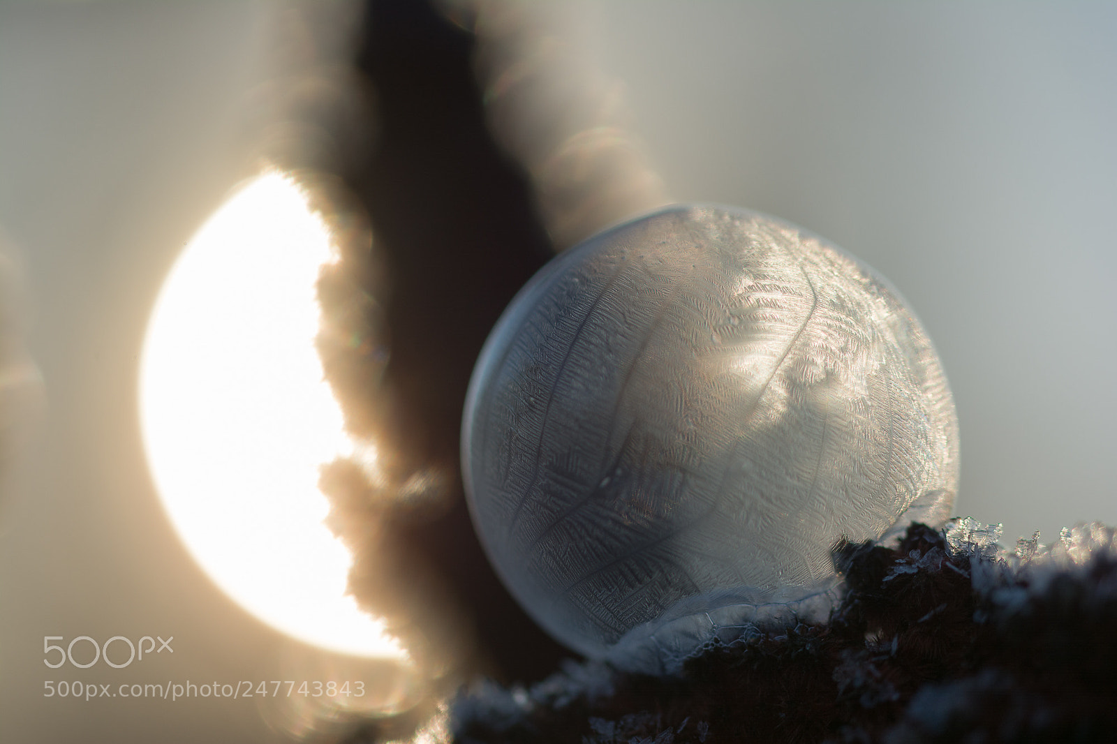 Nikon D7100 sample photo. Frozen photography