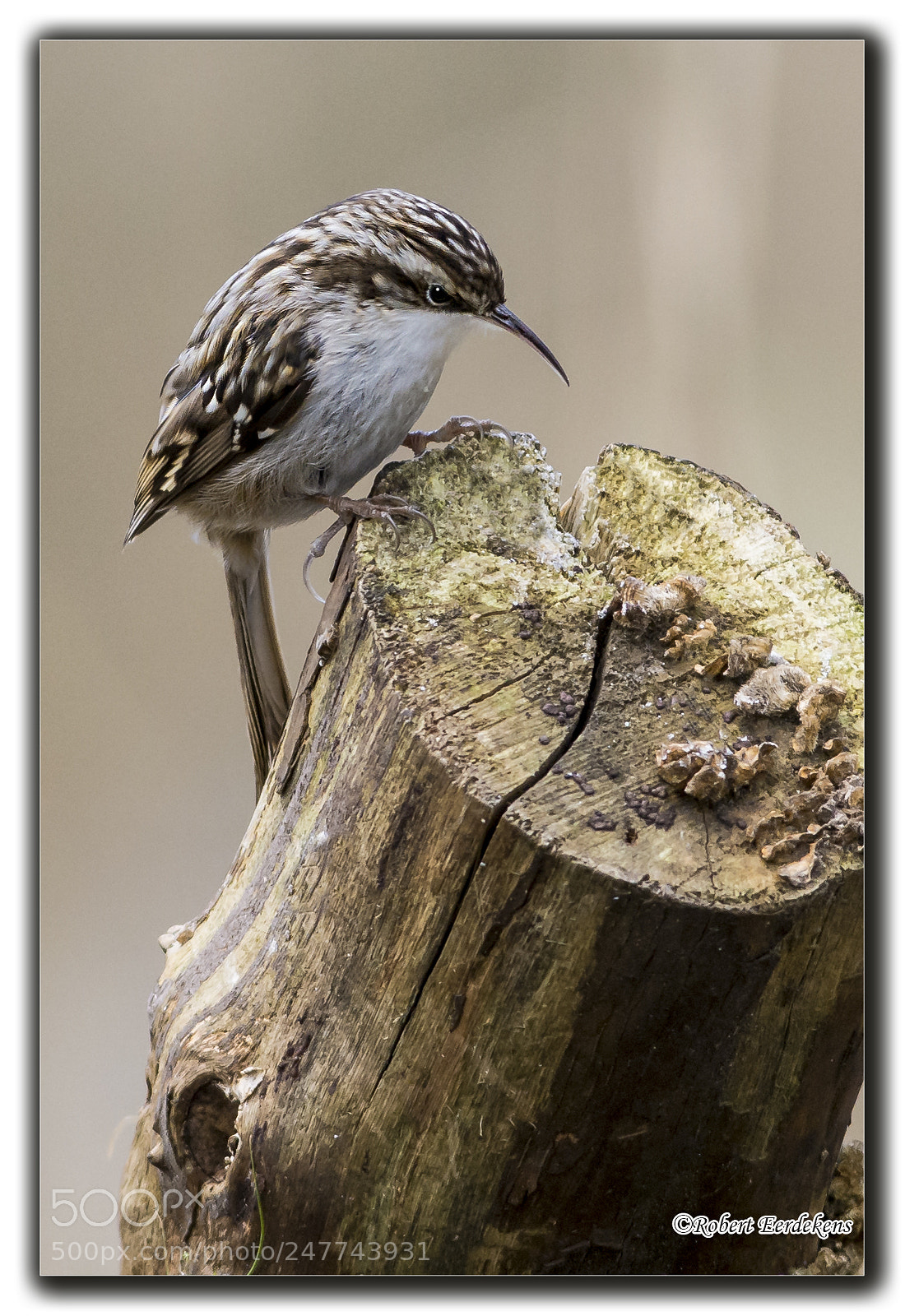 Nikon D7100 sample photo. Treecreeper photography