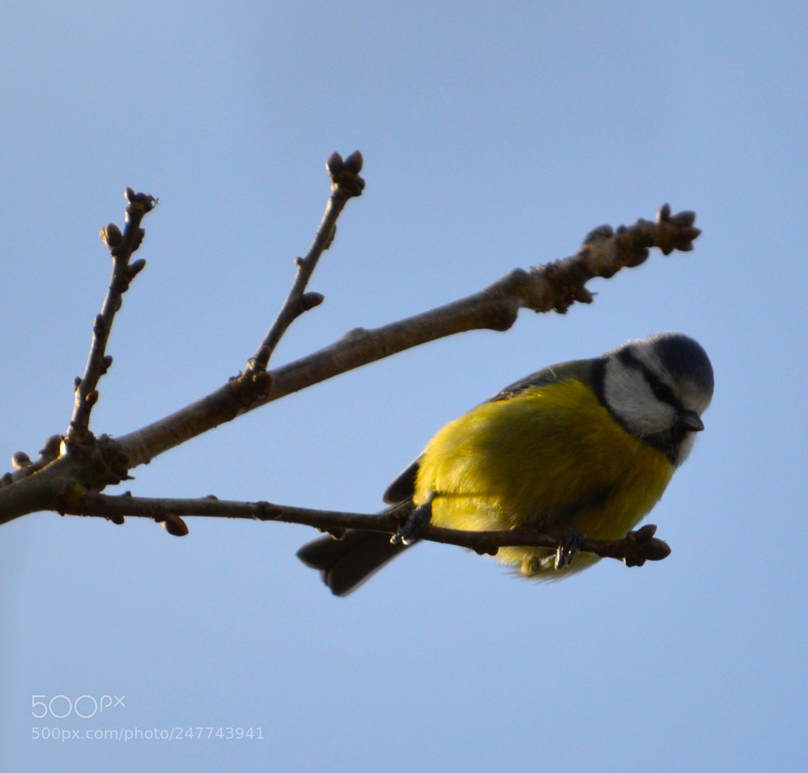 Nikon D3200 sample photo. Blue tit photography