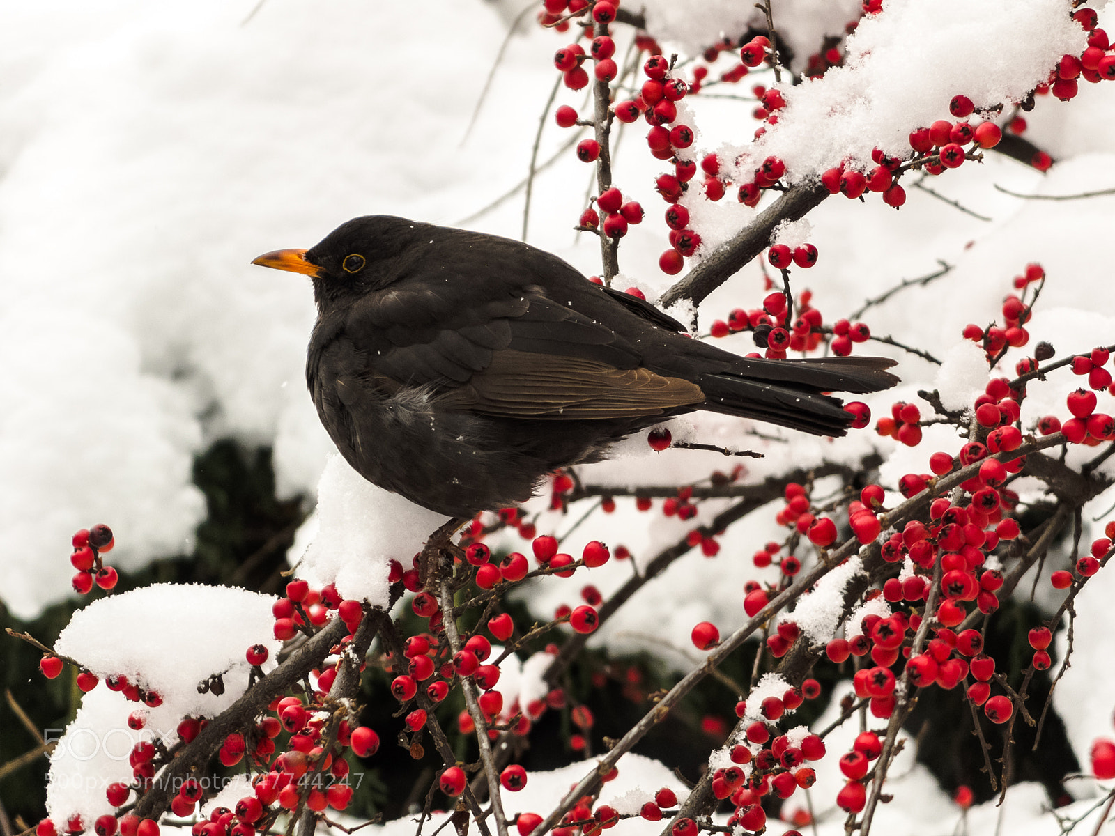 Fujifilm X10 sample photo. Winter photography