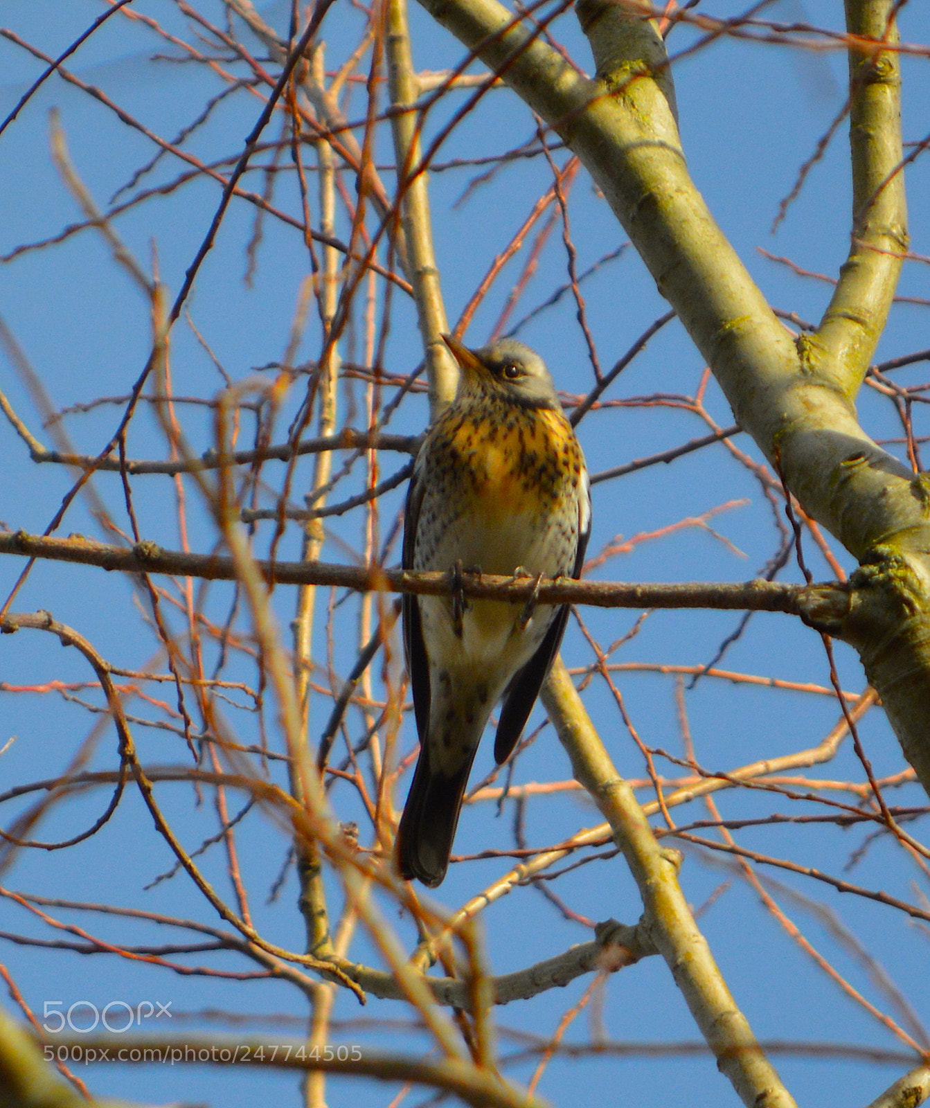 Nikon D3200 sample photo. Fieldfare photography
