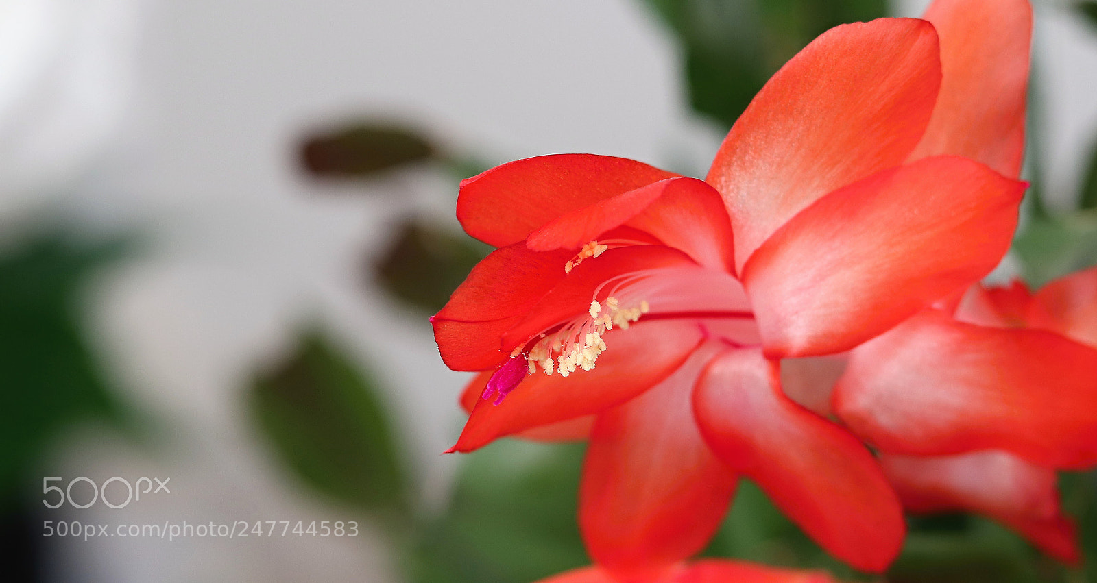 Canon EOS 77D (EOS 9000D / EOS 770D) sample photo. Flower photography