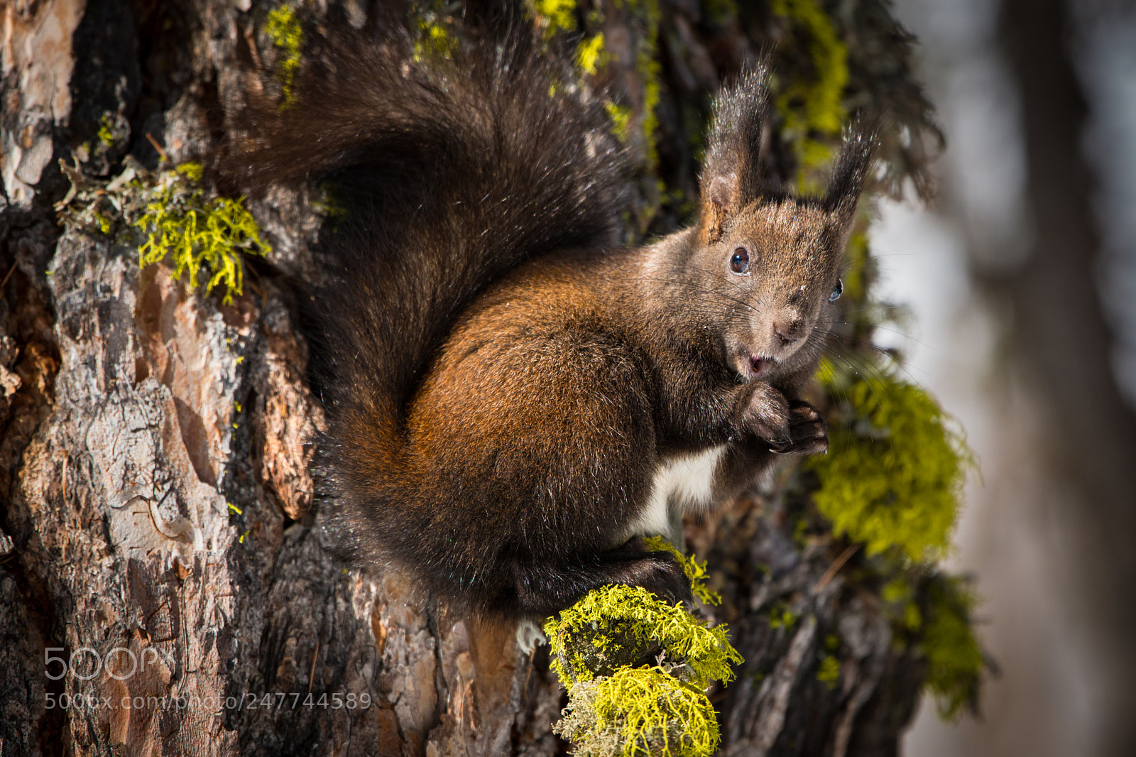 Nikon D800 sample photo. Hungry squirrel photography