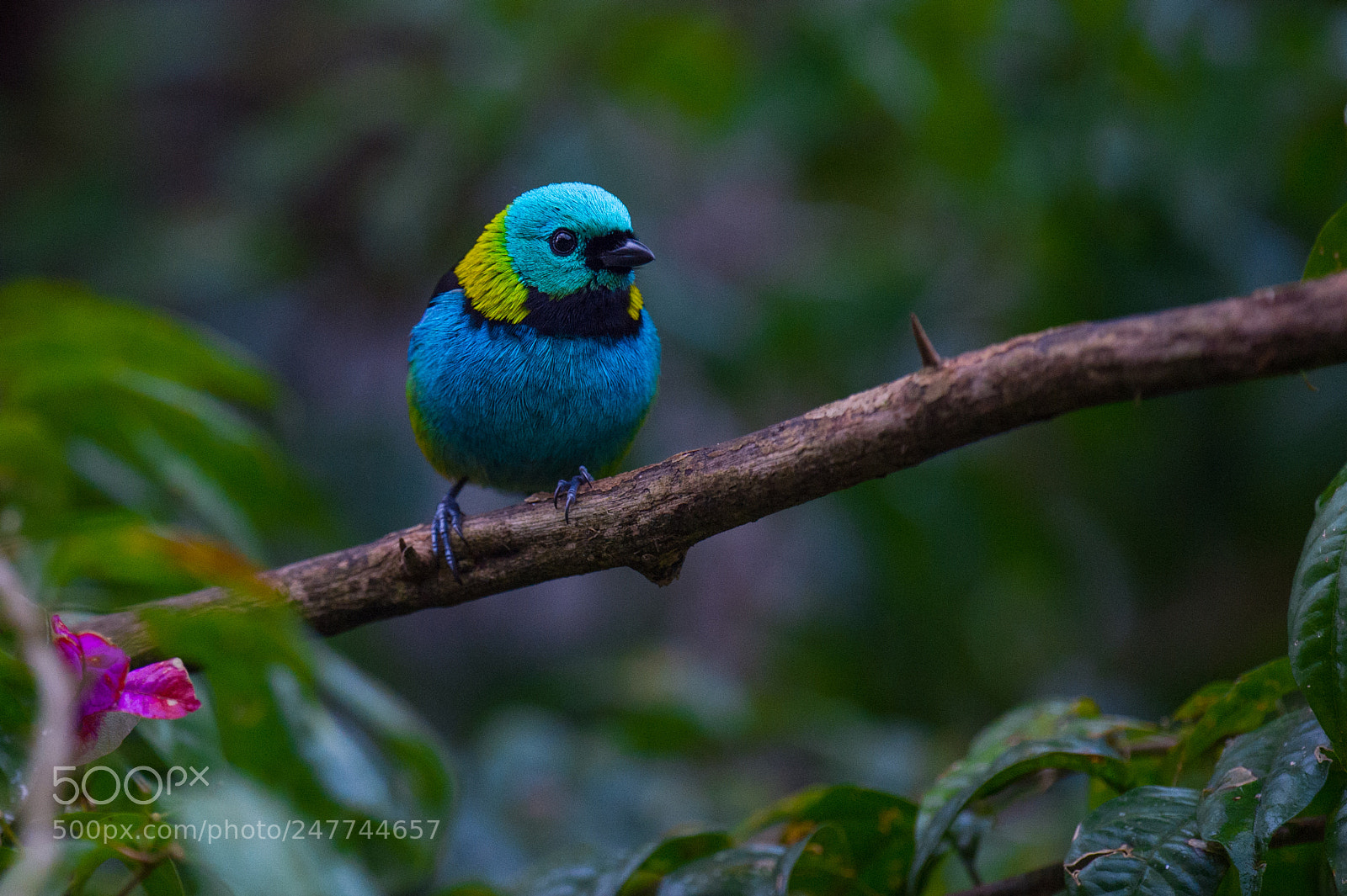 Nikon D4S sample photo. Green headed tanager perching photography
