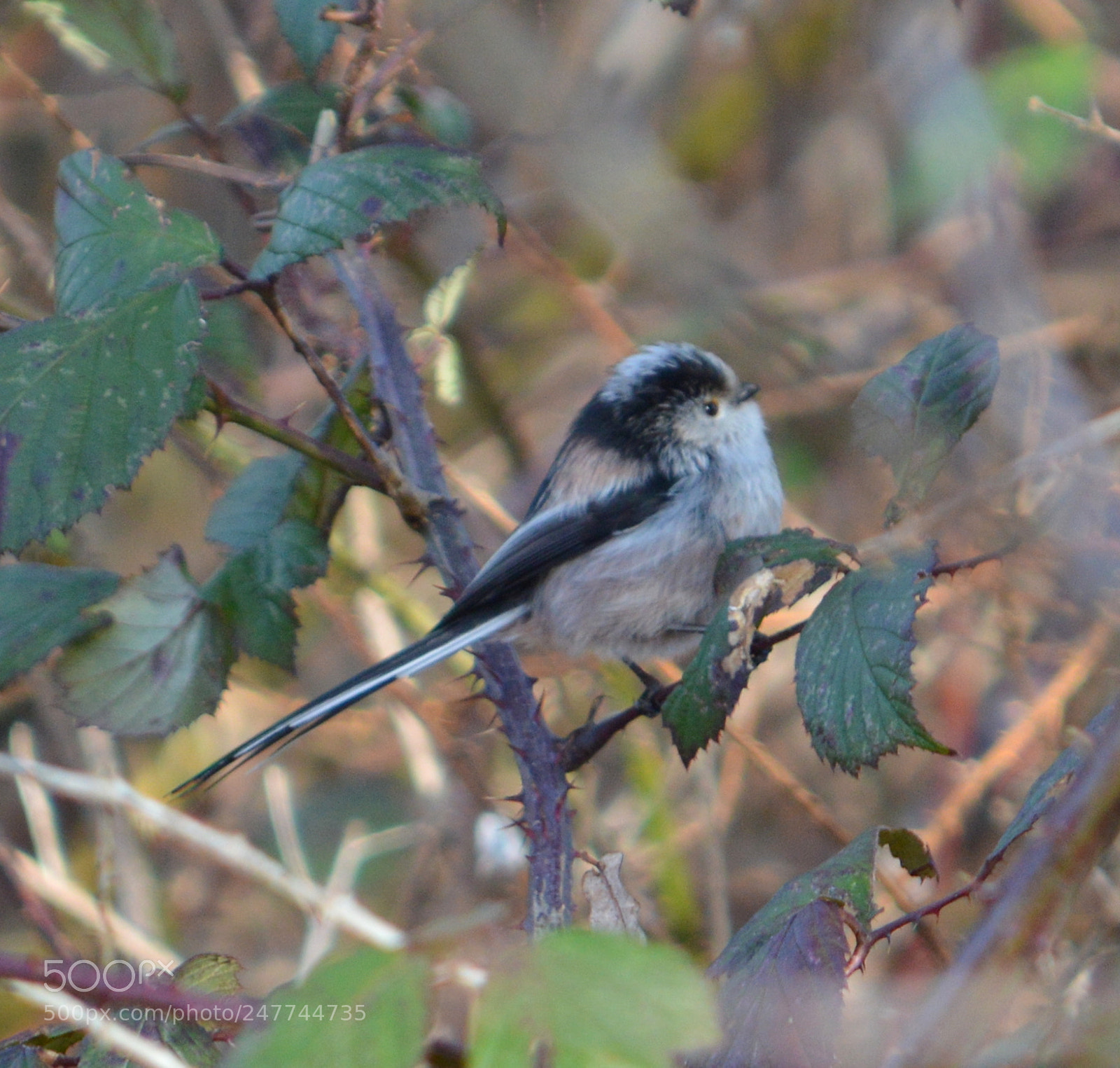 Nikon D3200 sample photo. Long-tailed tit photography