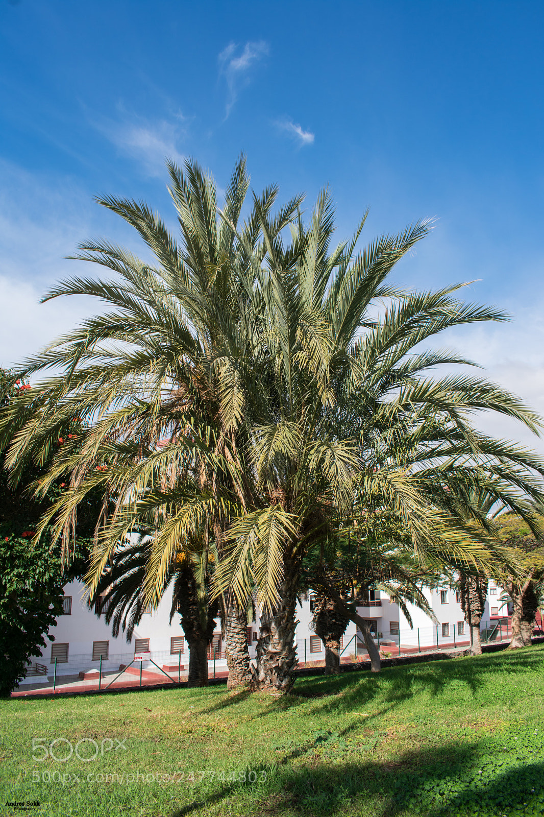 Nikon D3400 sample photo. Palm tree photography