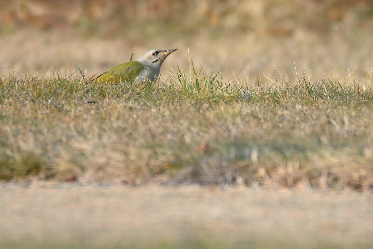 Nikon D7200 sample photo. Picus canus photography