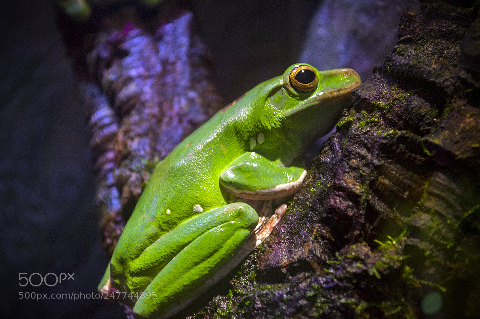 Nikon D3100 sample photo. Toxic frog on a photography