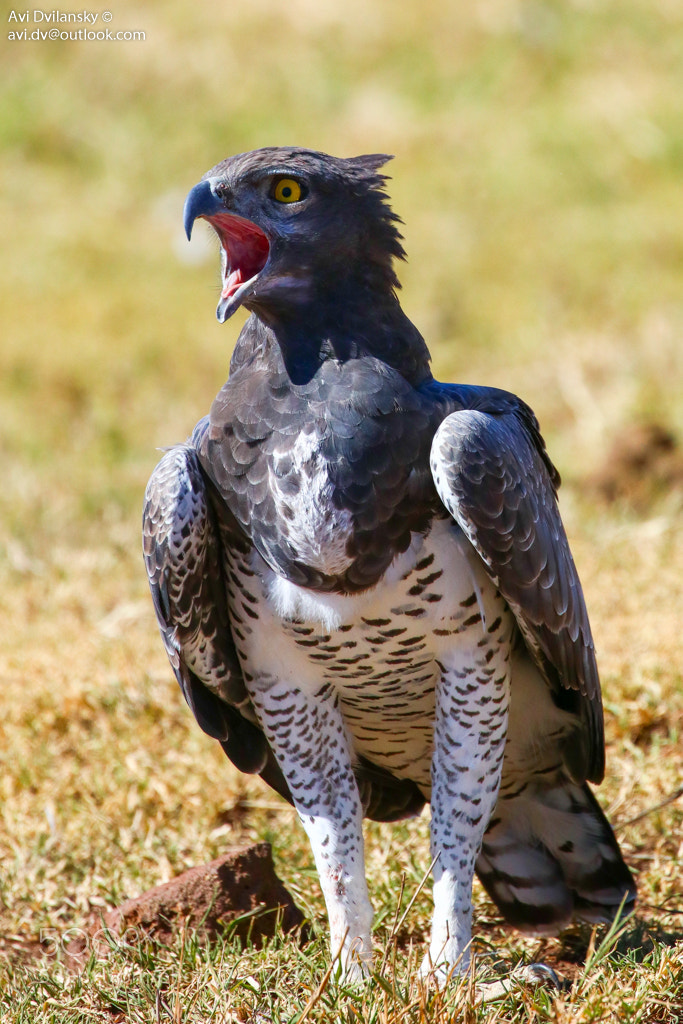 Canon EOS 80D sample photo. Martial eagle photography