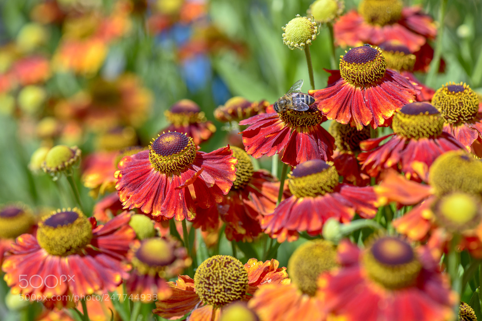 Nikon D800E sample photo. Close-up view of red photography