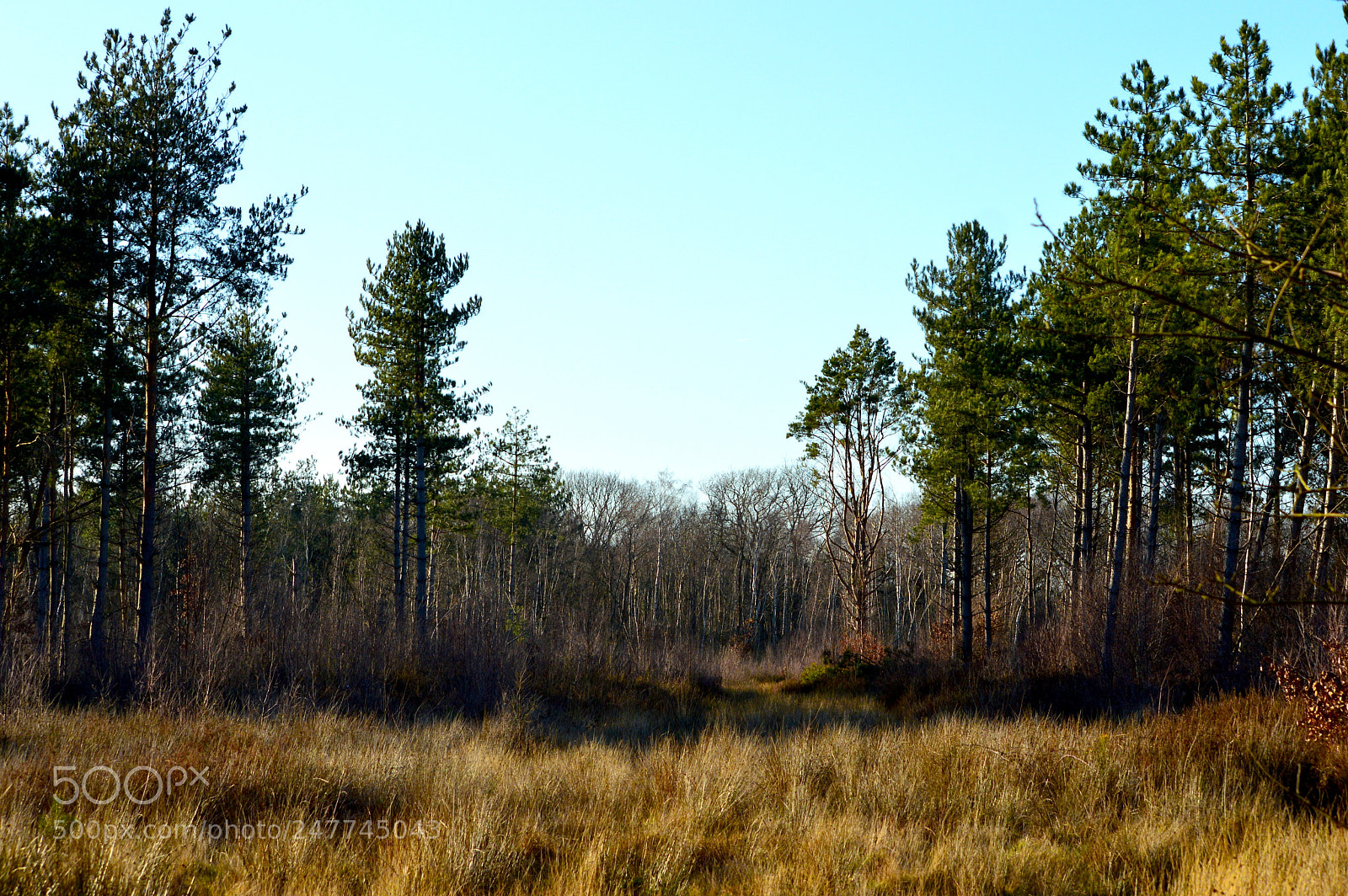 Nikon D3200 sample photo. Nature reserve - canterbury photography