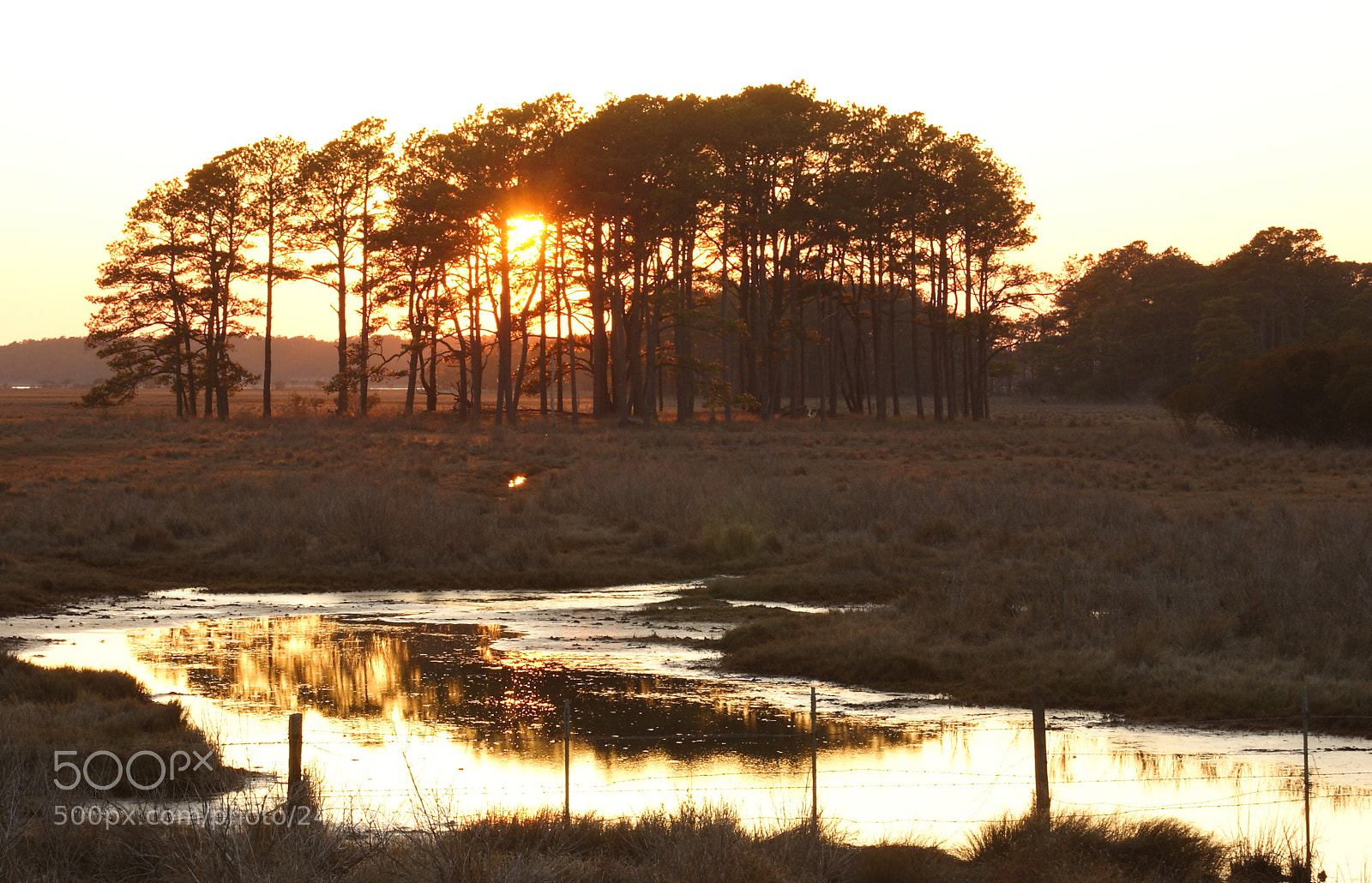 Canon EOS 300D (EOS Digital Rebel / EOS Kiss Digital) sample photo. Sunset, pines and pond photography