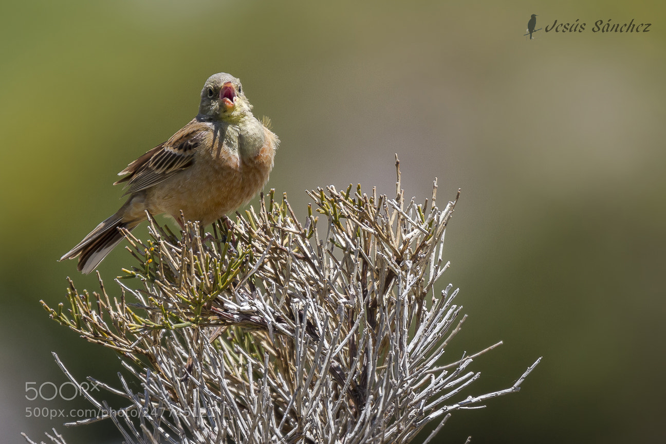 Canon EOS 7D sample photo. Escribano hortelano (emberiza hortulana) photography